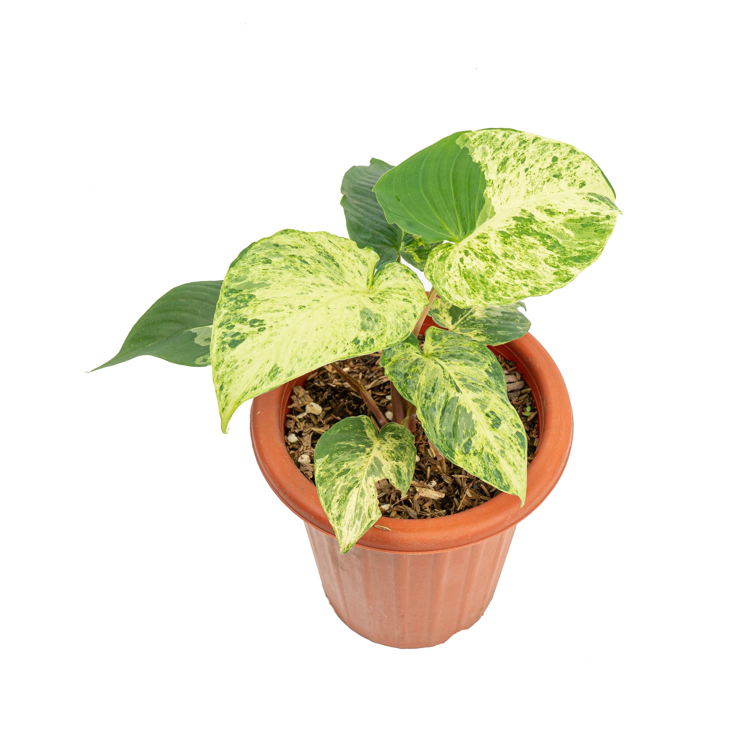 Homalomena variegated Sp Java - Image 5