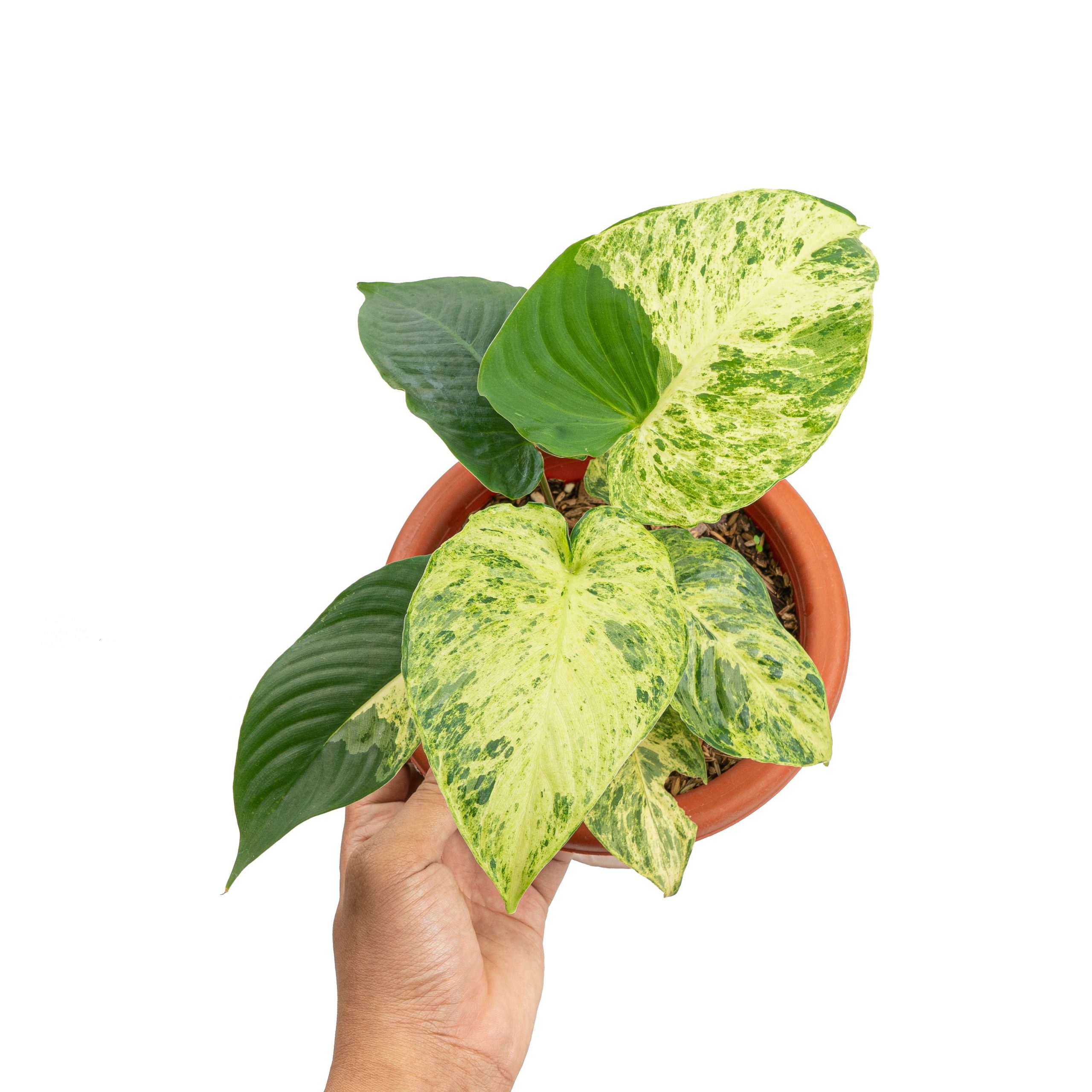 Homalomena variegated Sp Java - Image 6