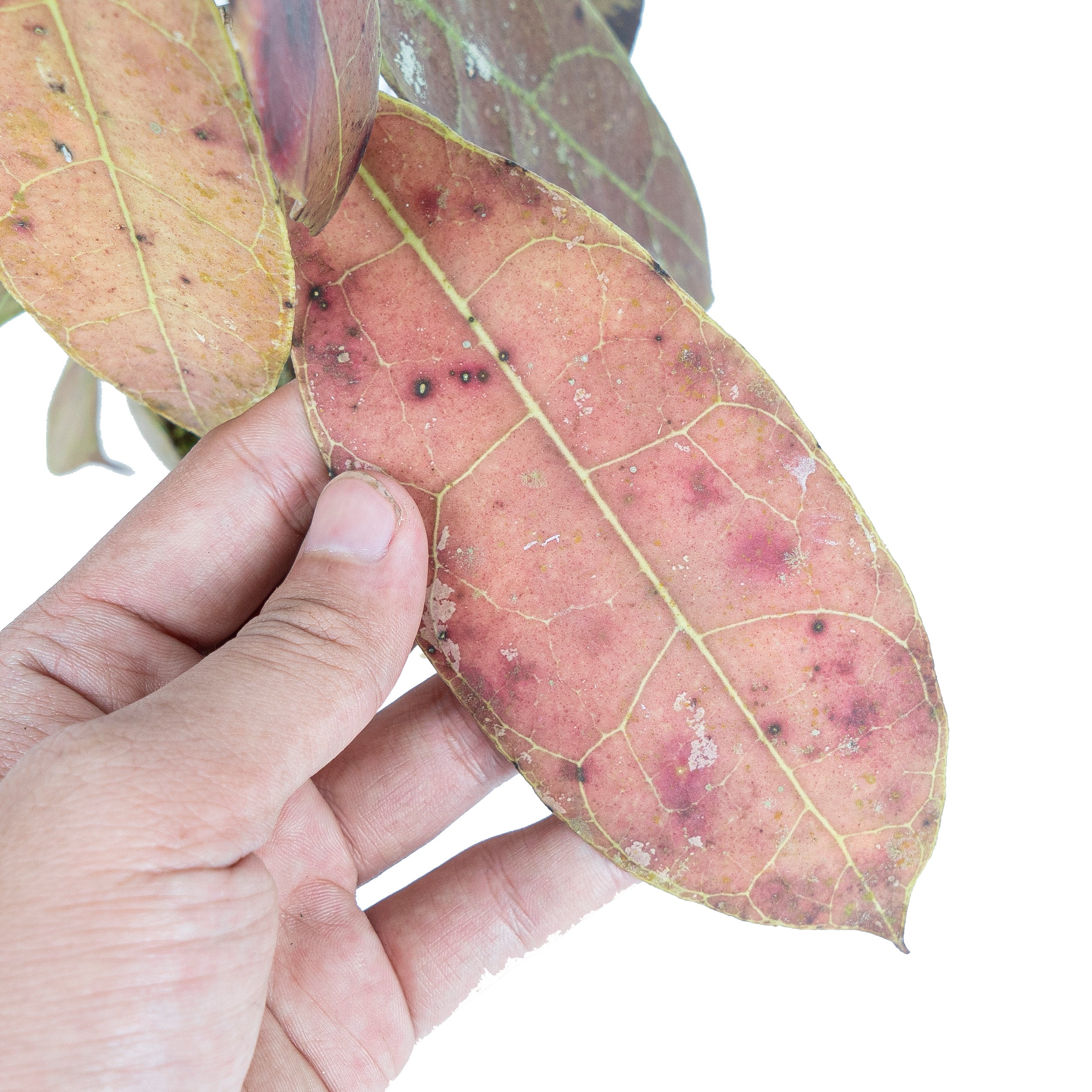 Hoya aff Lambii Red - Image 2