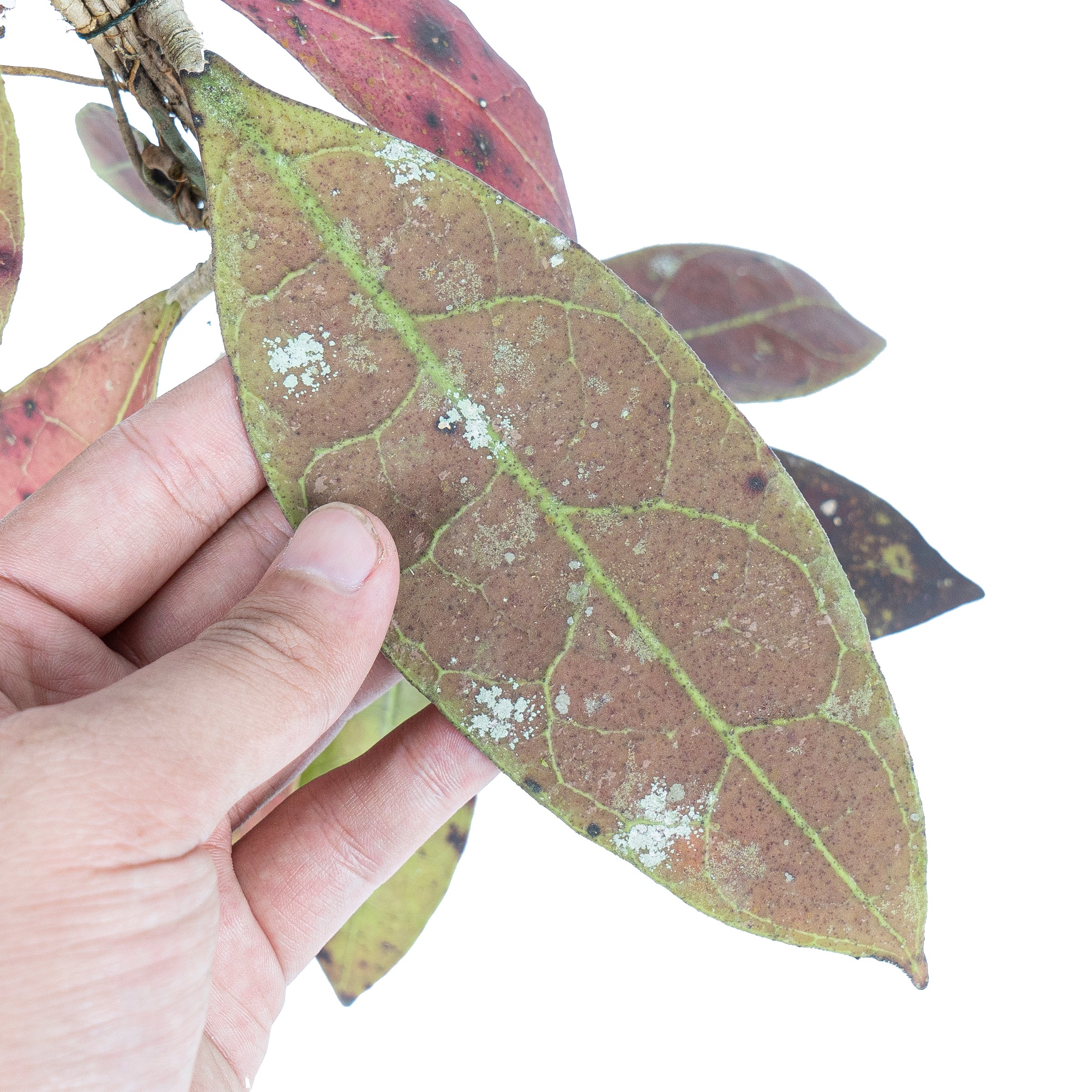 Hoya aff Lambii Red - Image 3