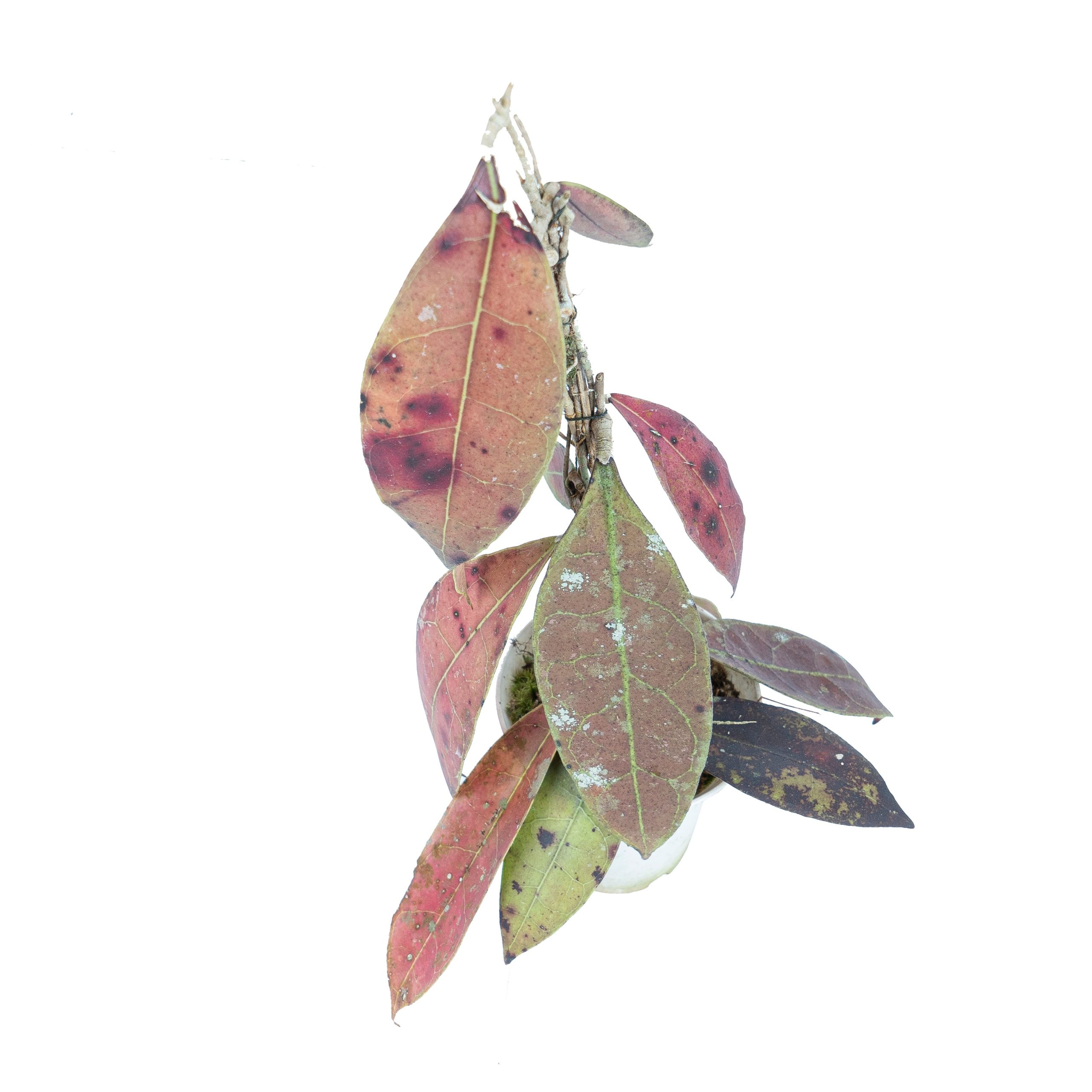 Hoya aff Lambii Red - Image 4