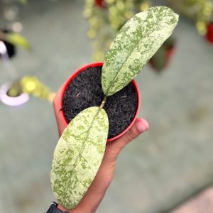 Hoya aff lambii silver big leaf