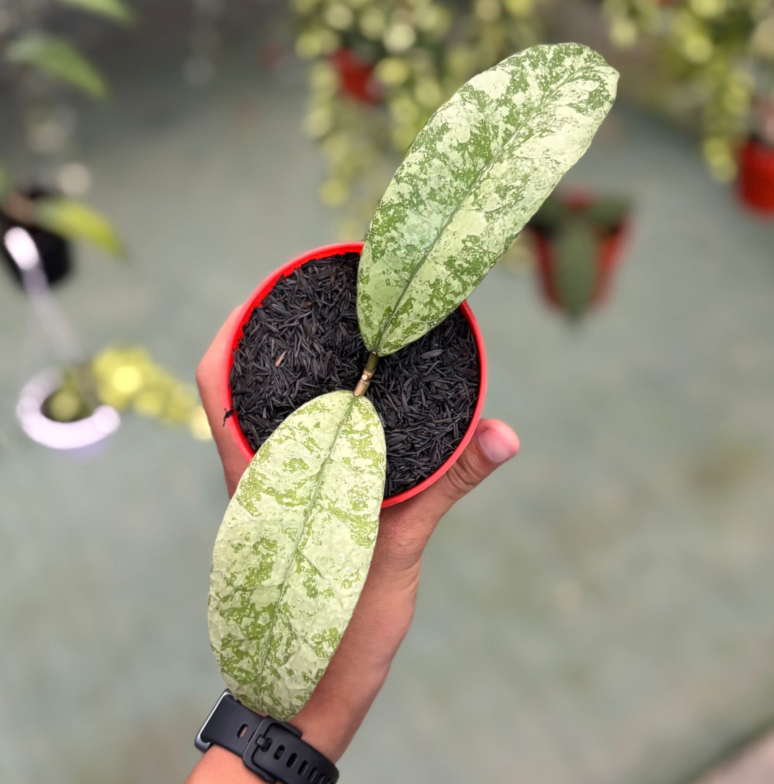 Hoya aff lambii silver big leaf - Image 4