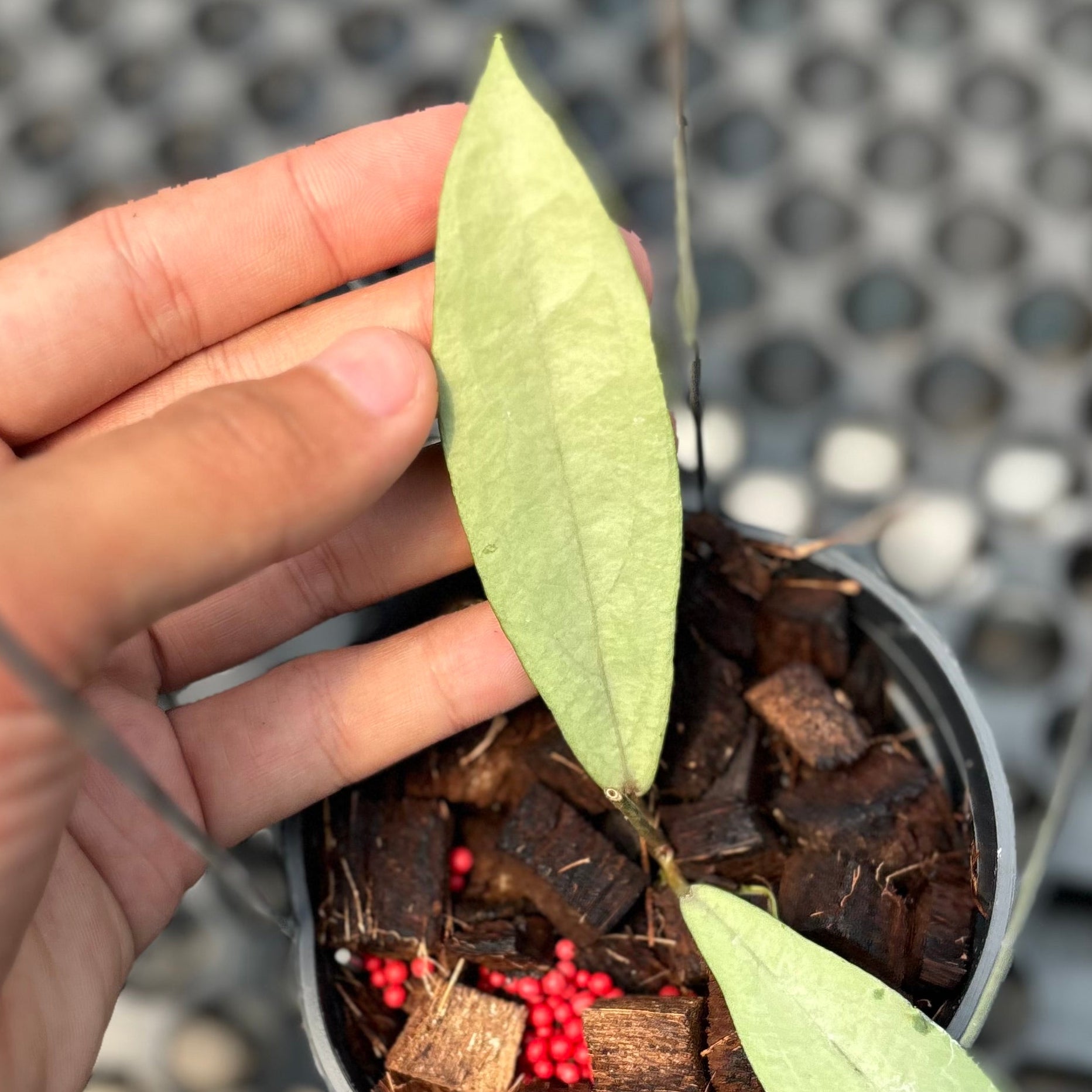 Hoya alena silver (crassipetiolata x rindu rafflesia) - Image 2