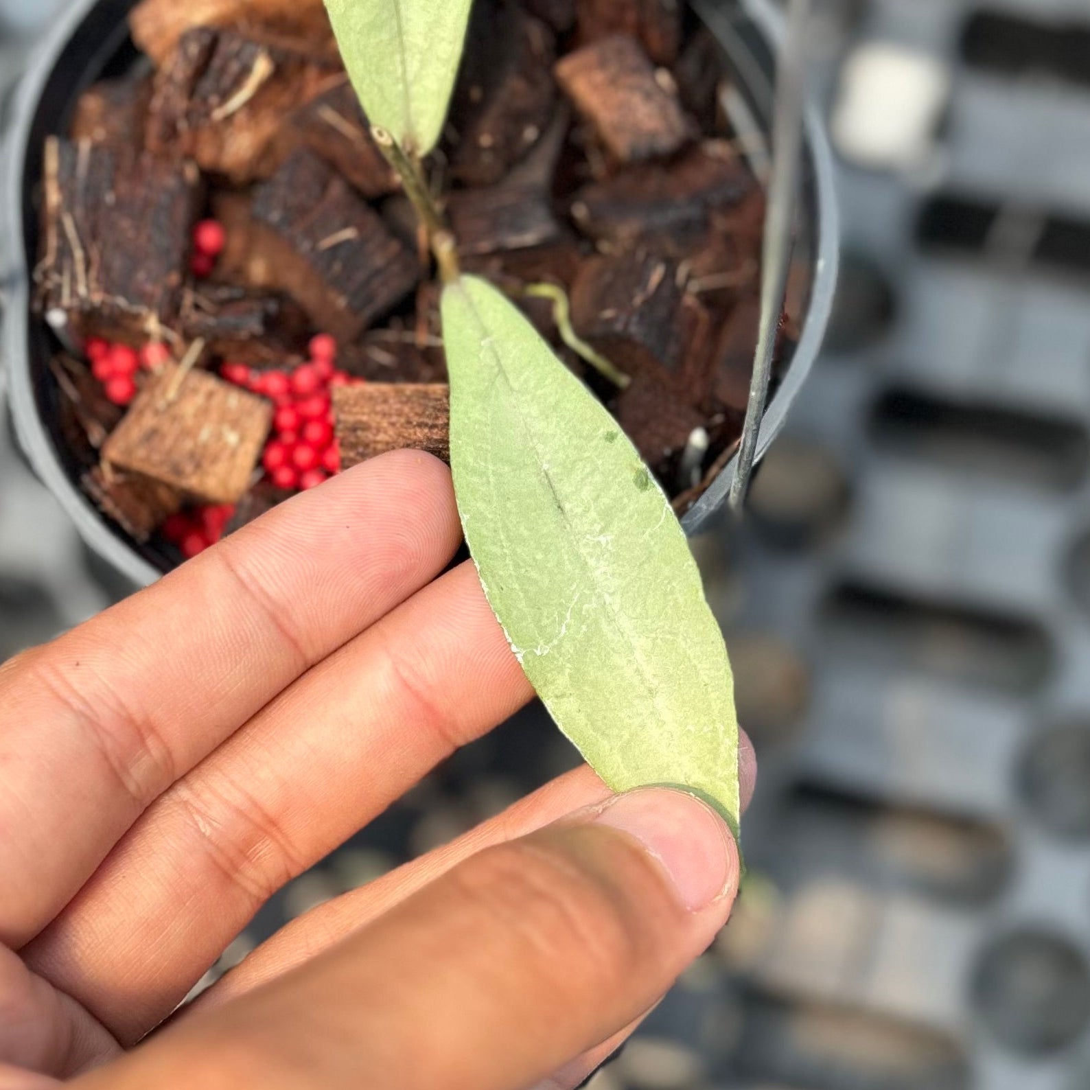Hoya alena silver (crassipetiolata x rindu rafflesia) - Image 3