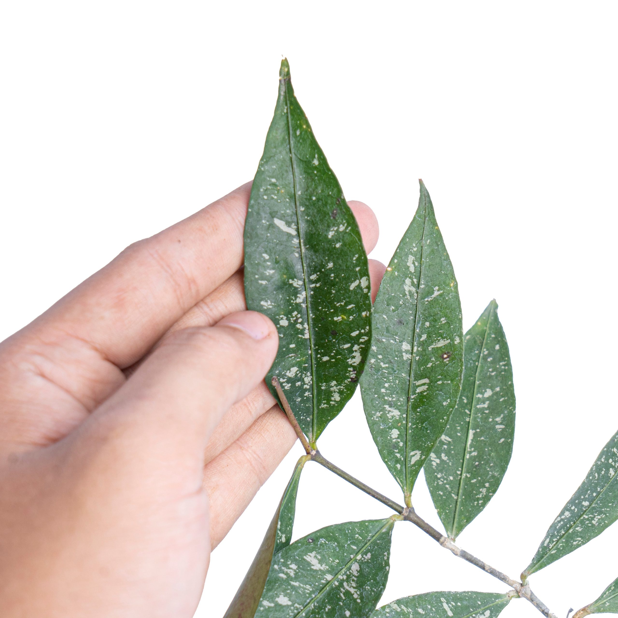 Hoya amicabilis - Image 2
