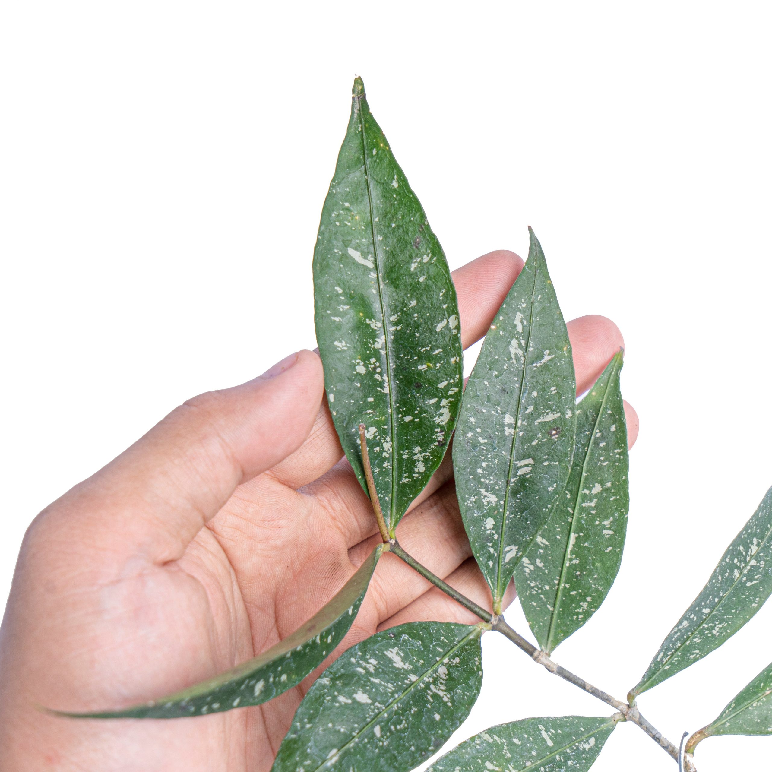 Hoya amicabilis - Image 3