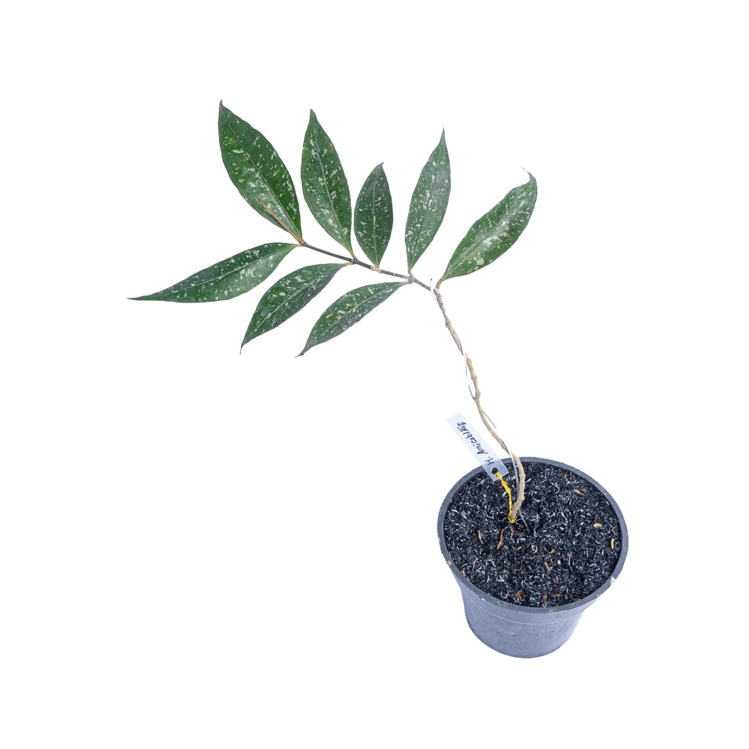 Hoya amicabilis - Image 4