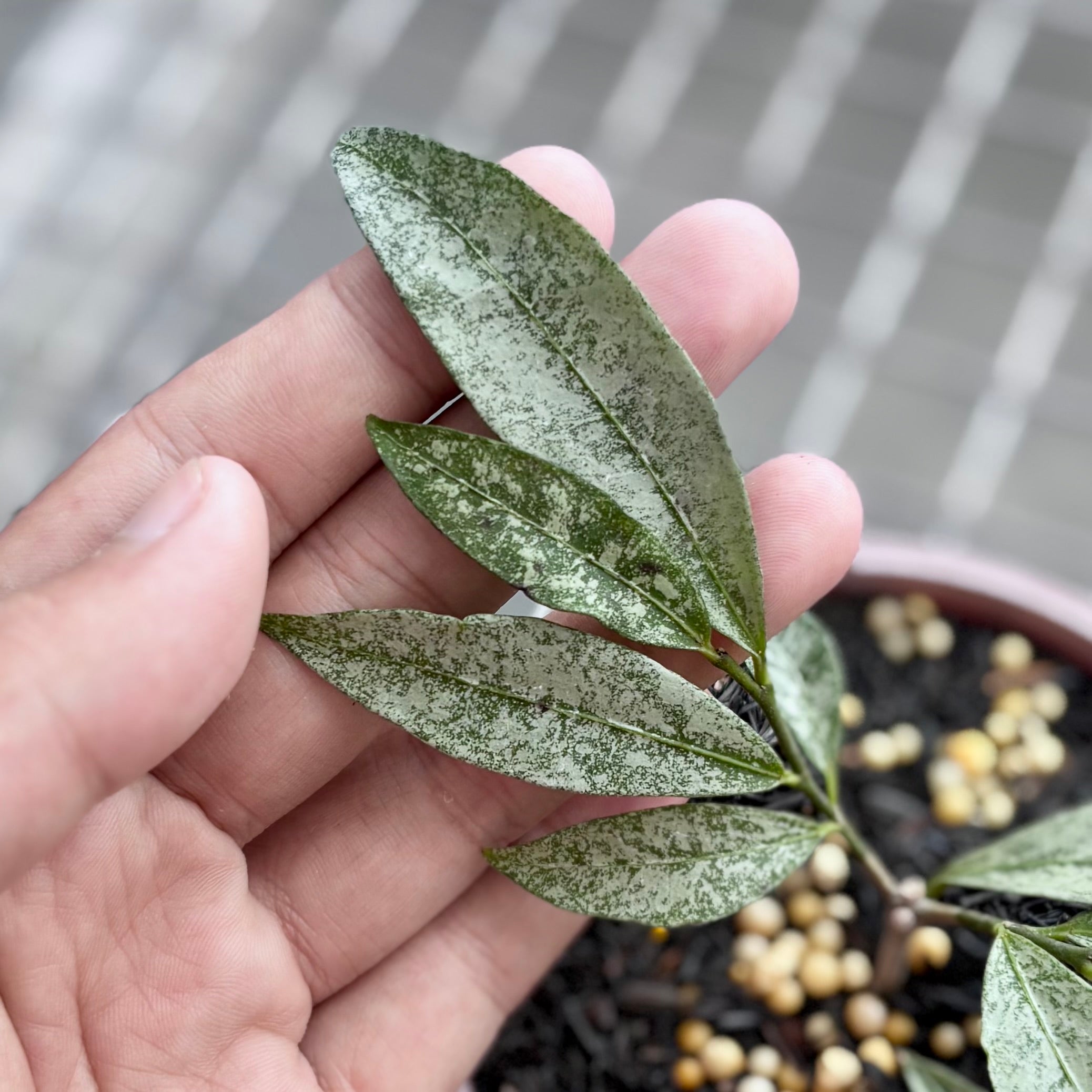 Hoya amicabilis silver - Image 2