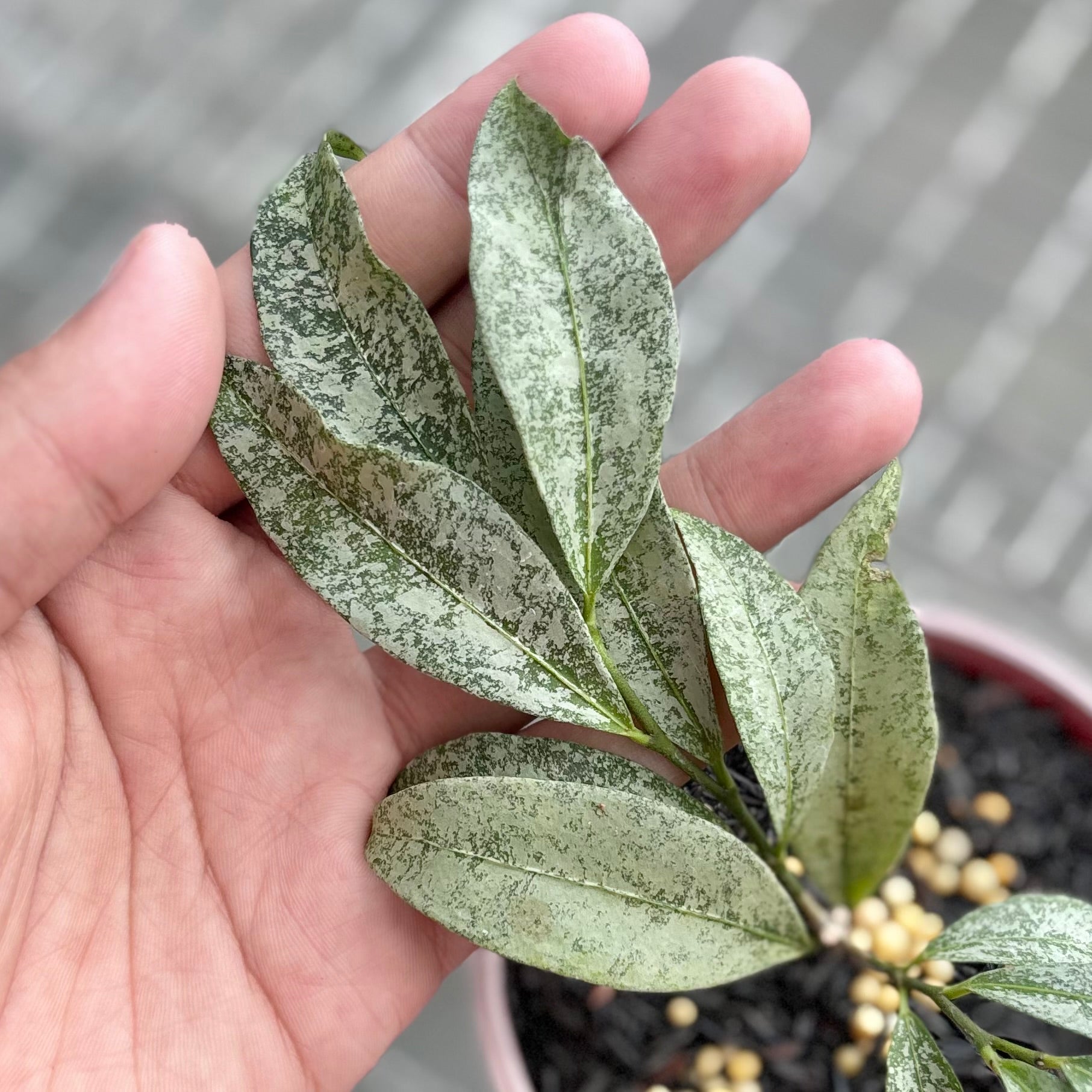 Hoya amicabilis silver - Image 3