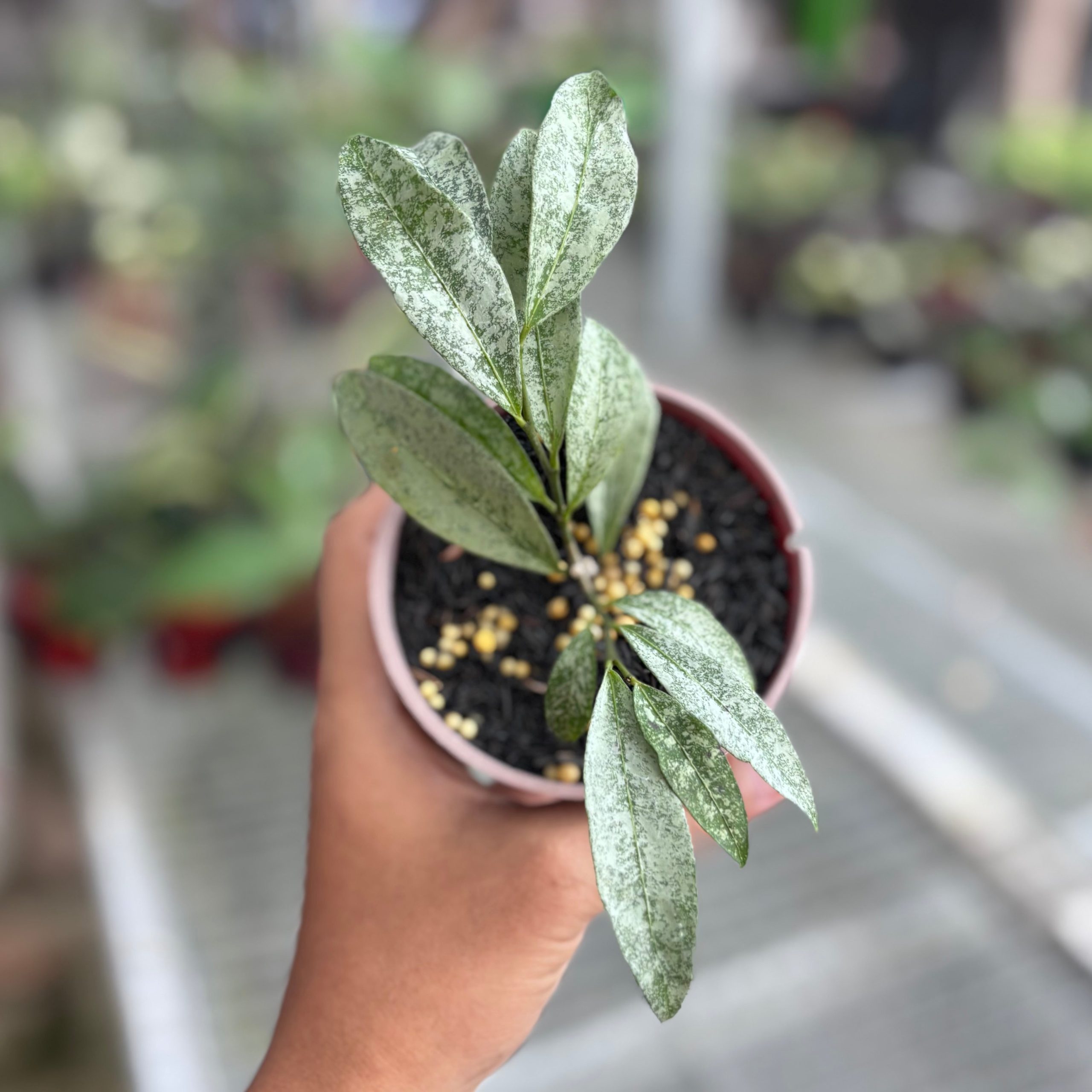 Hoya amicabilis silver - Image 4