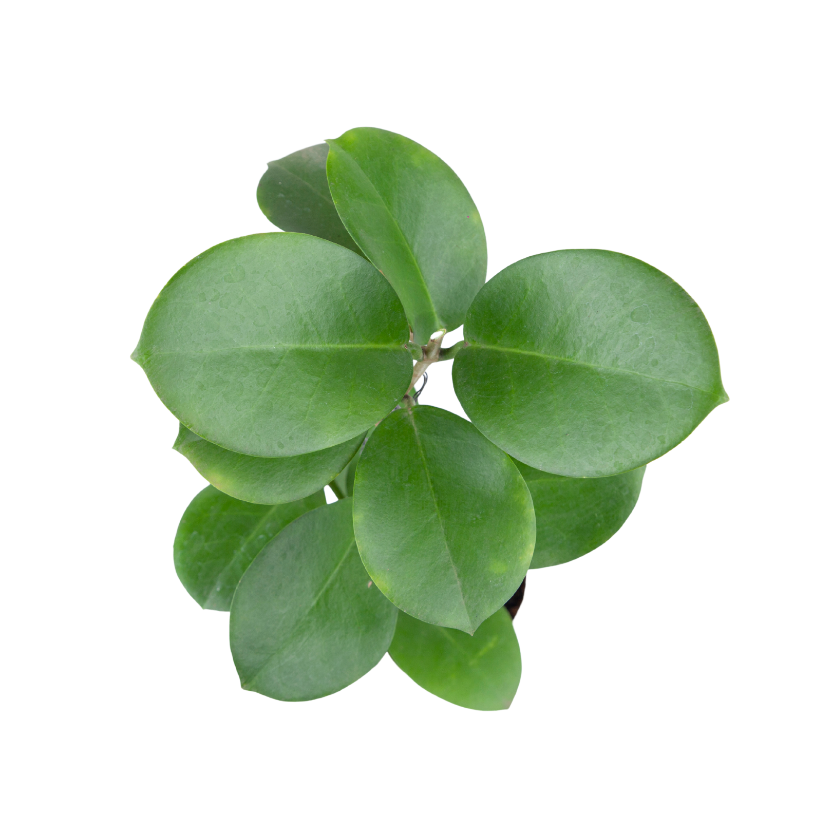 Hoya Australis - Image 2