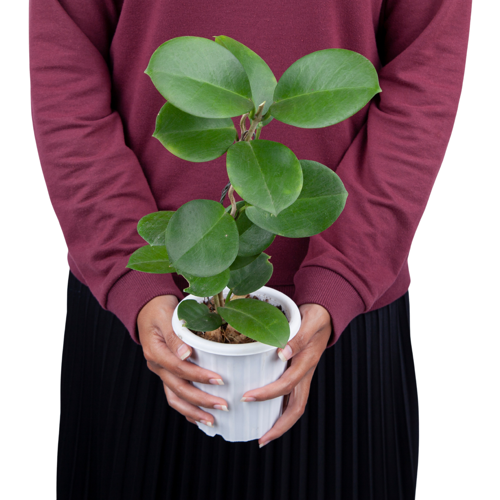 Hoya Australis - Image 3