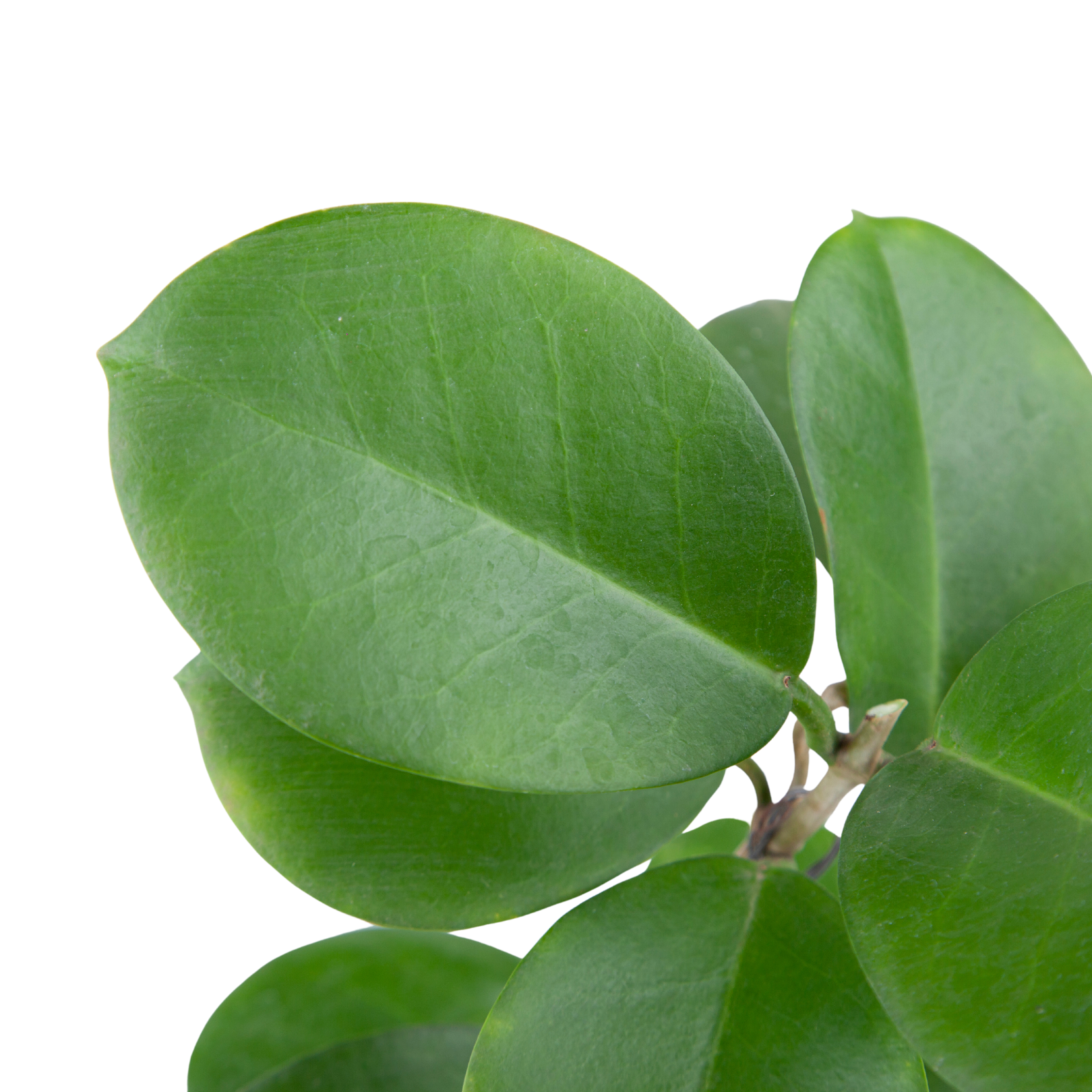 Hoya Australis - Image 4