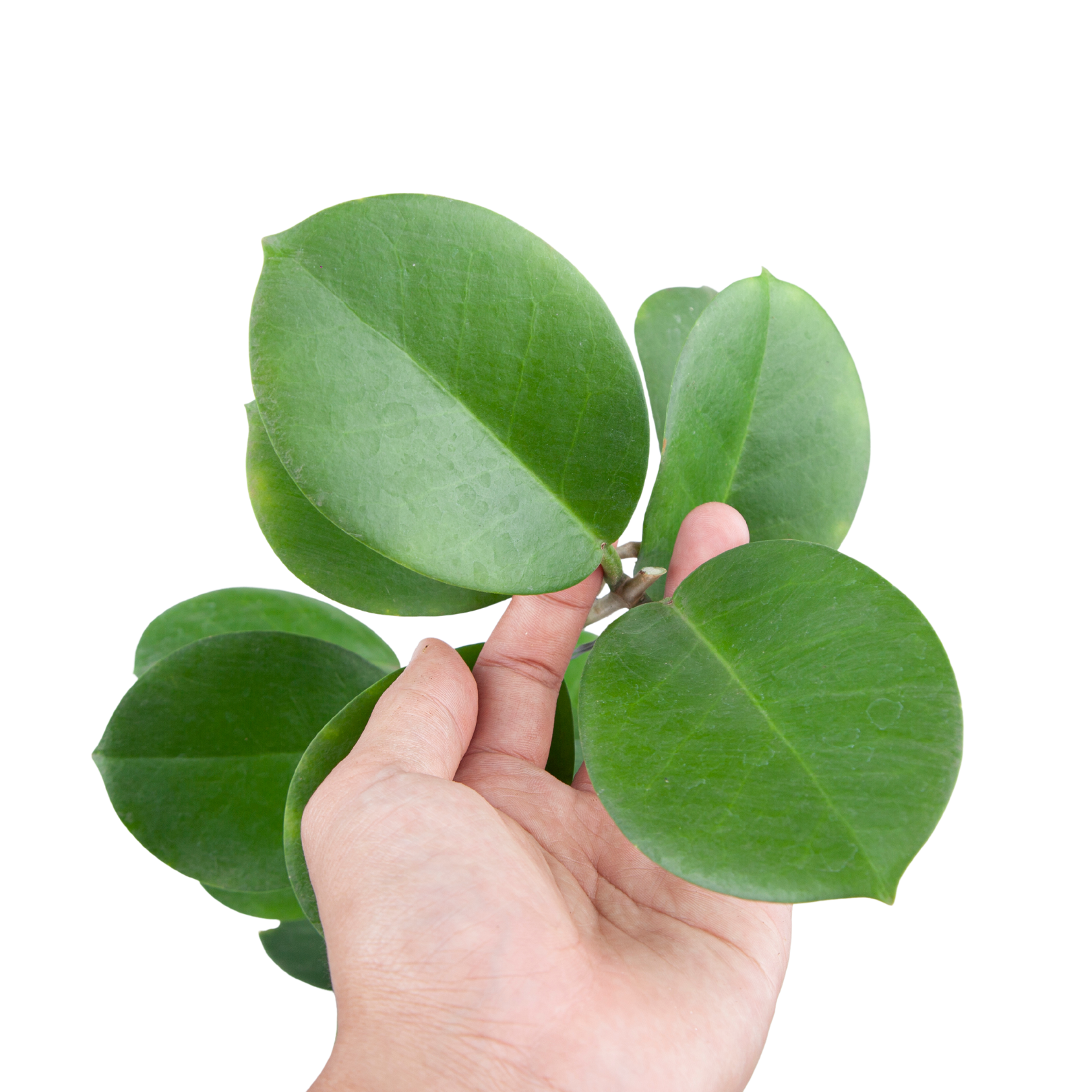 Hoya Australis - Image 5