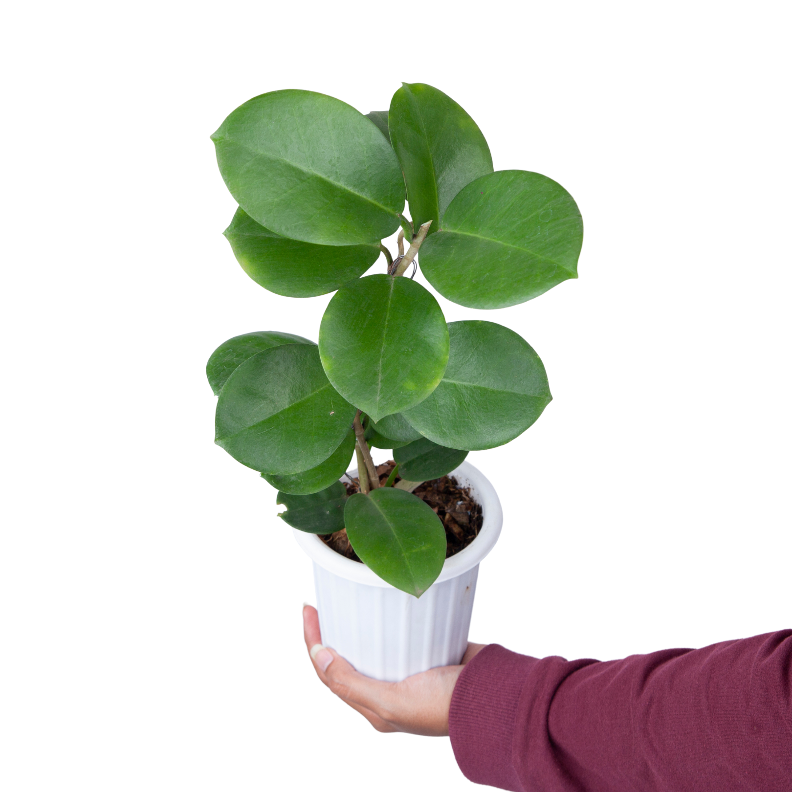 Hoya Australis - Image 6