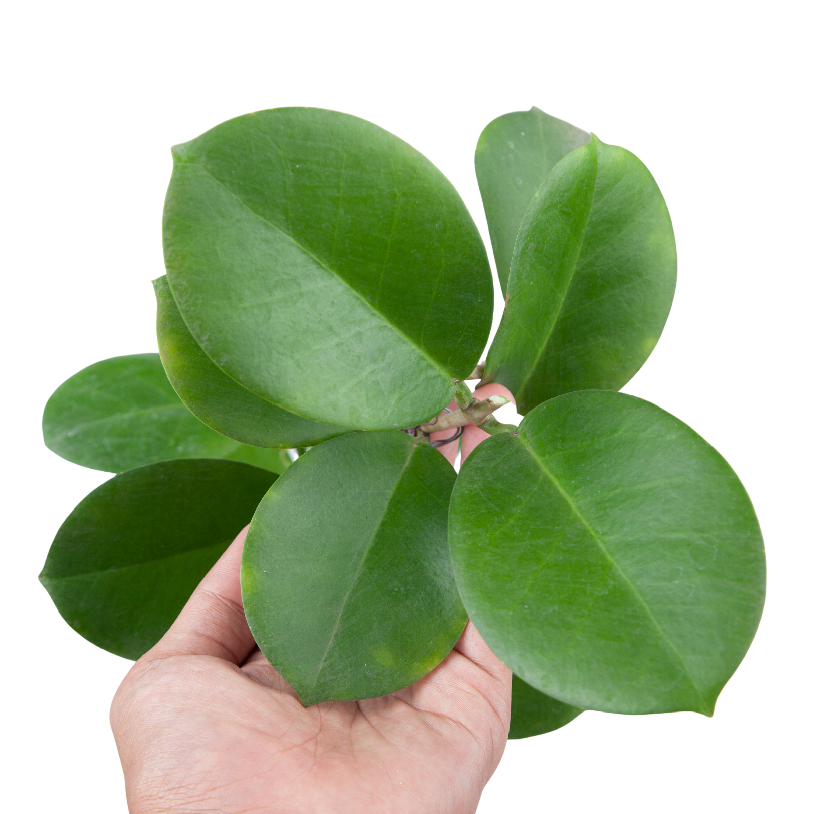 Hoya Australis - Image 7