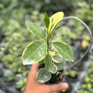 Hoya australis albomarginata