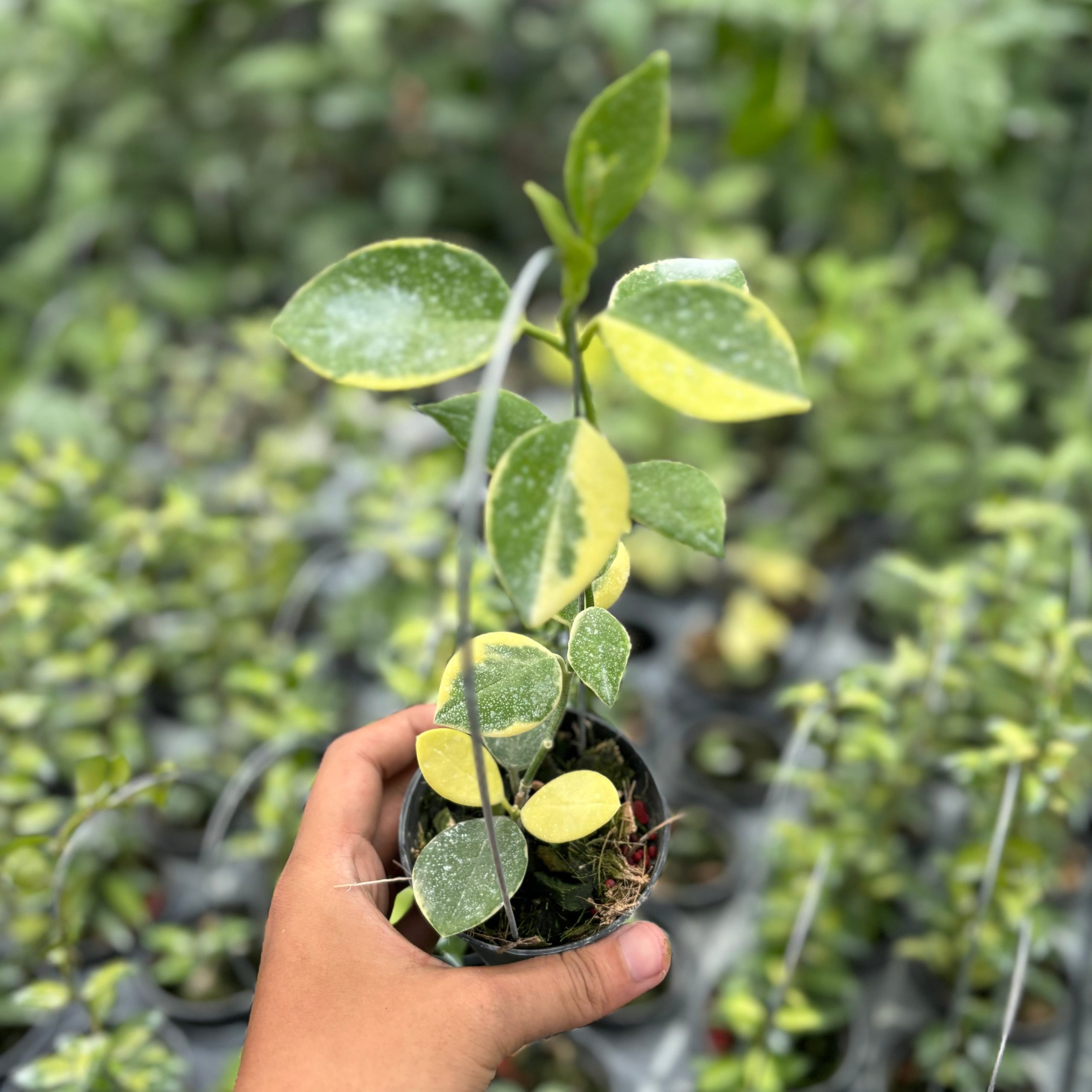 Hoya australis albomarginata - Image 2