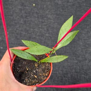 Hoya beccarii 'Silver'