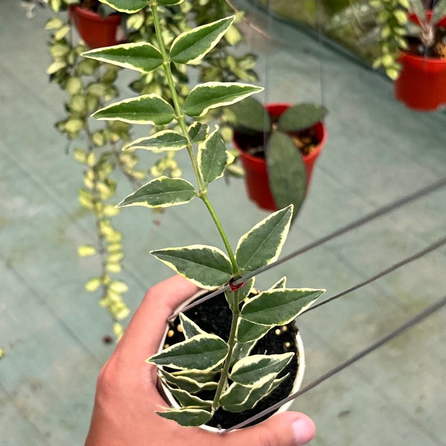Hoya bella albomarginata - Image 2