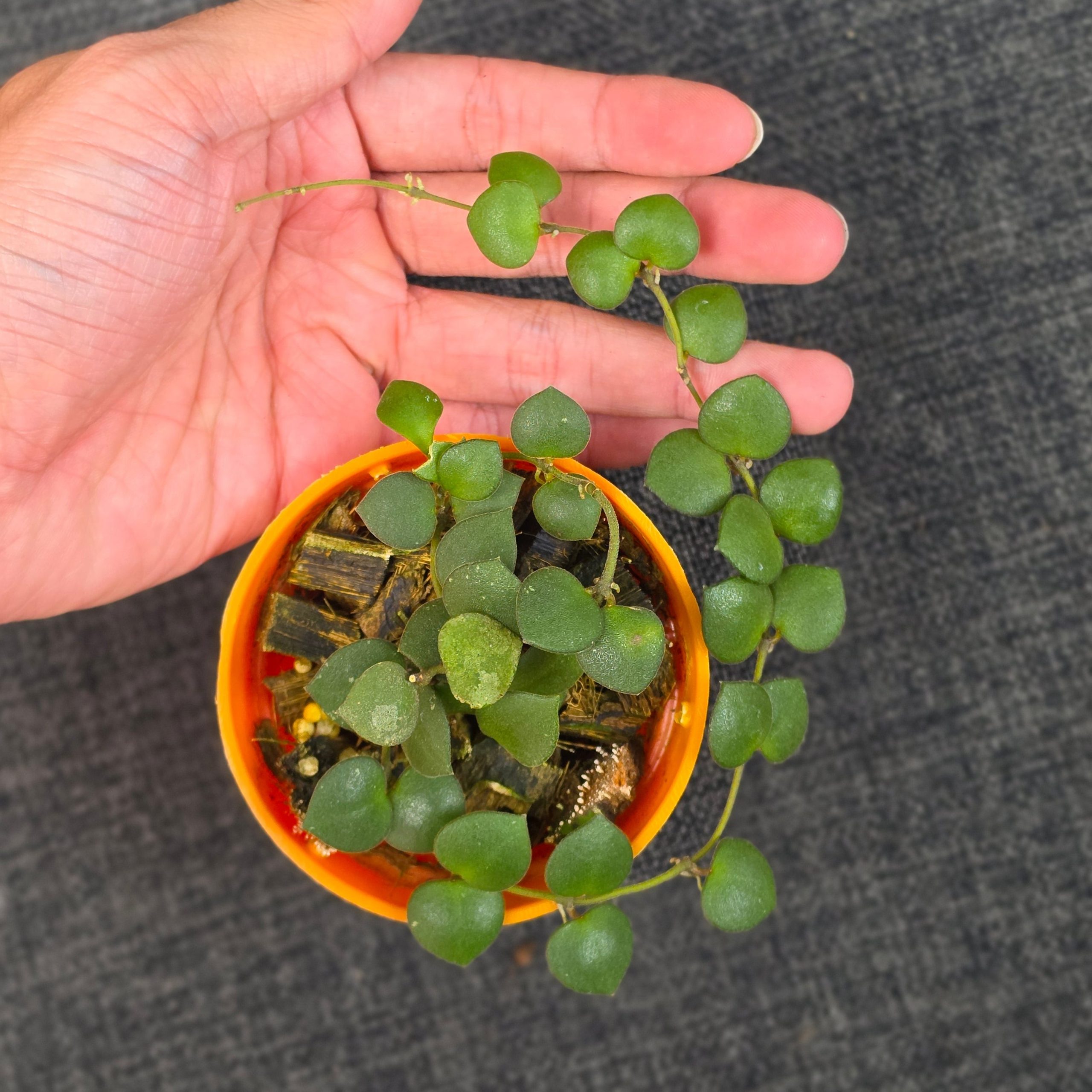 Hoya boycei 'Little Heart' - Image 4