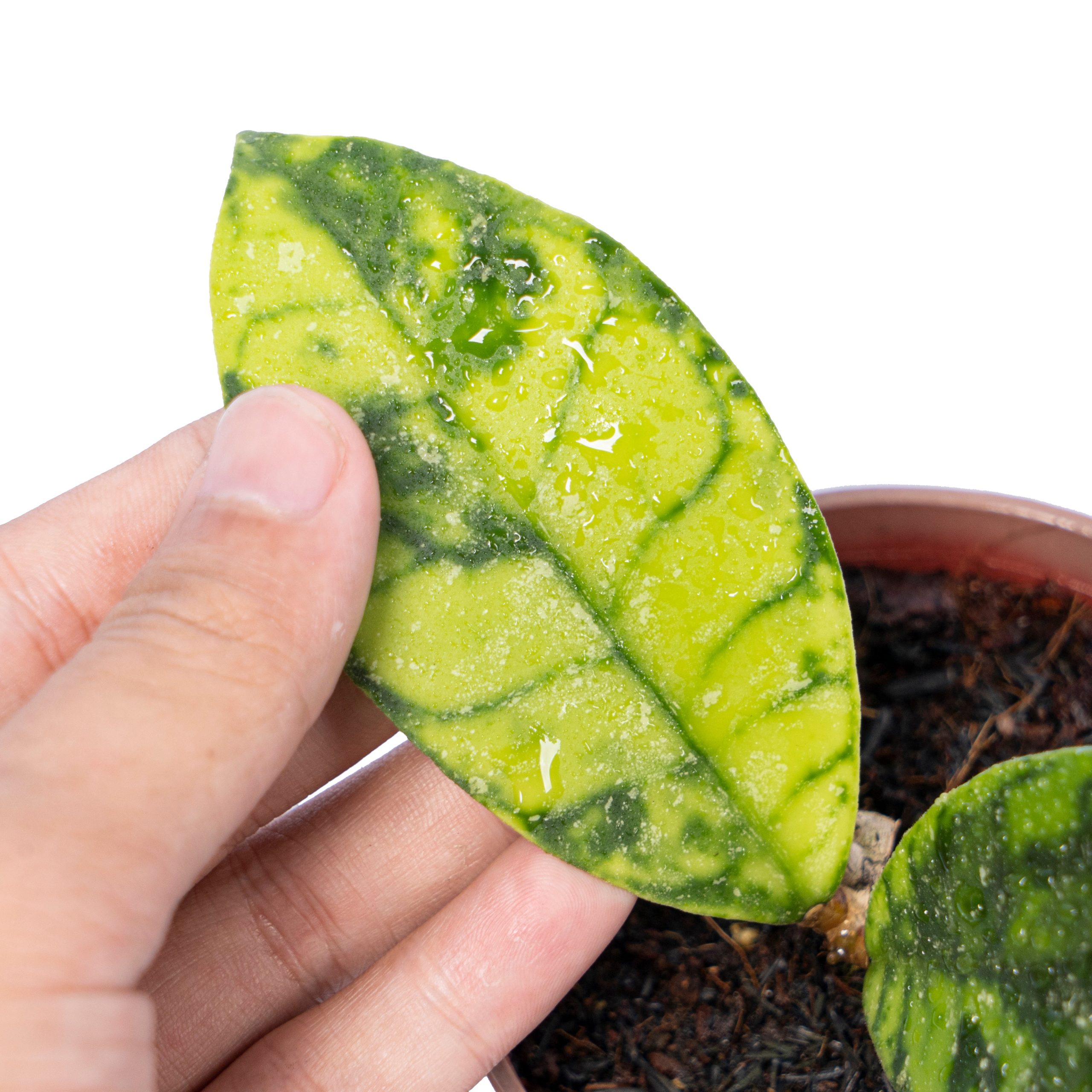 Hoya callistophyla black dot - Image 2