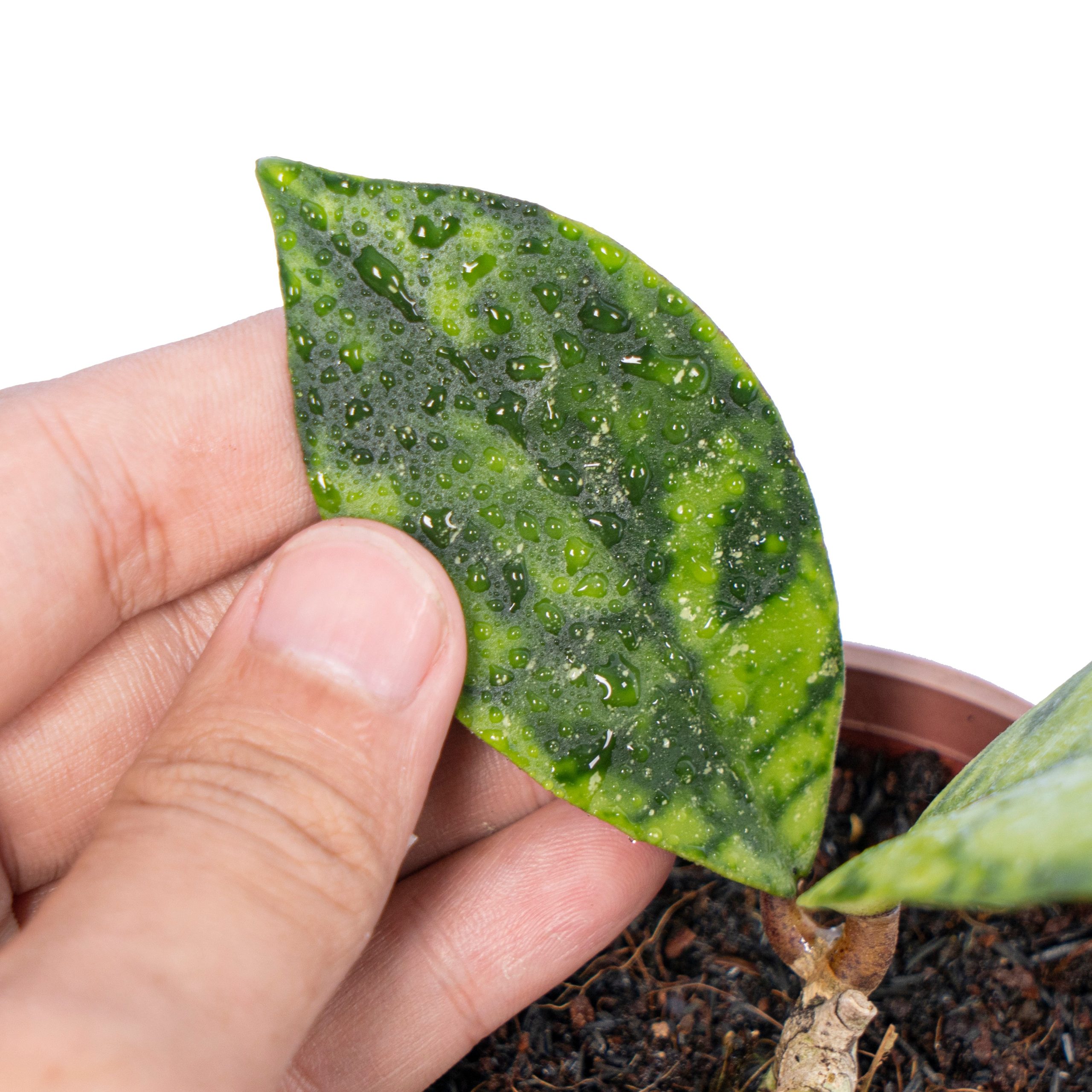 Hoya callistophyla black dot - Image 3