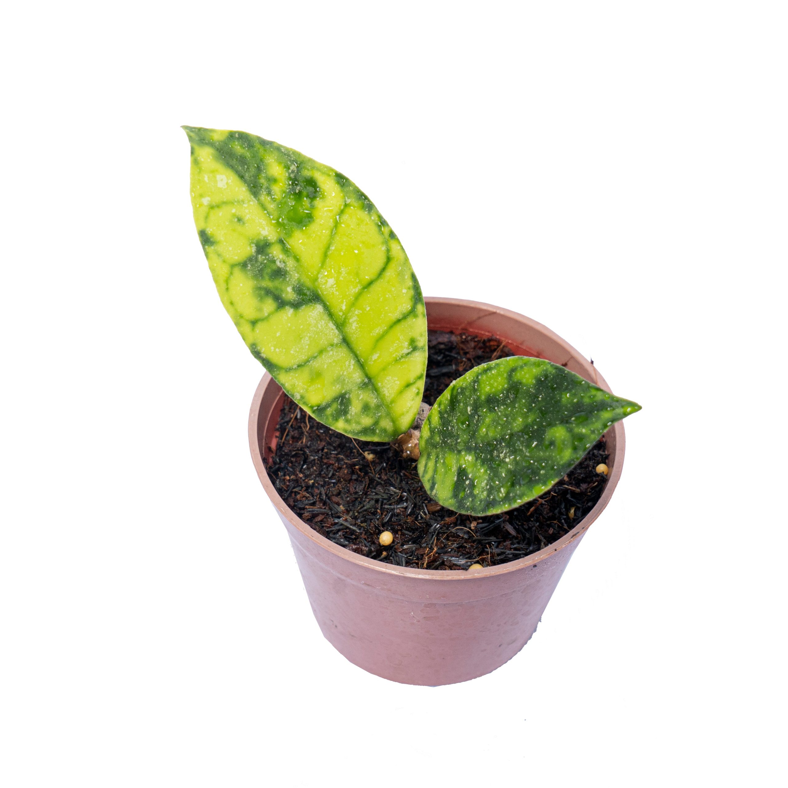 Hoya callistophyla black dot - Image 4