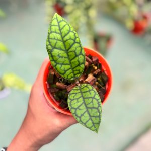 Hoya callistophylla black octopus