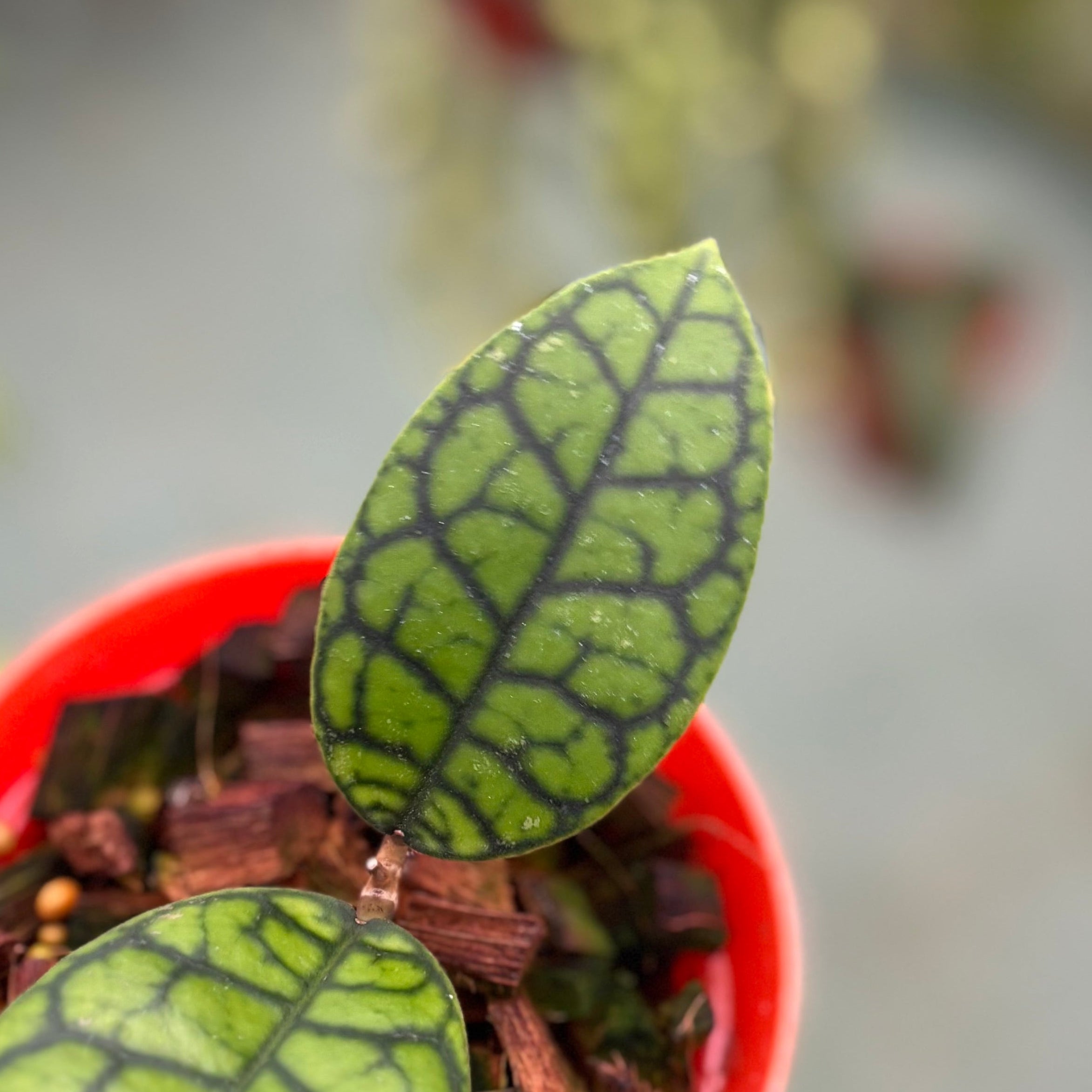 Hoya callistophylla black octopus - Image 3