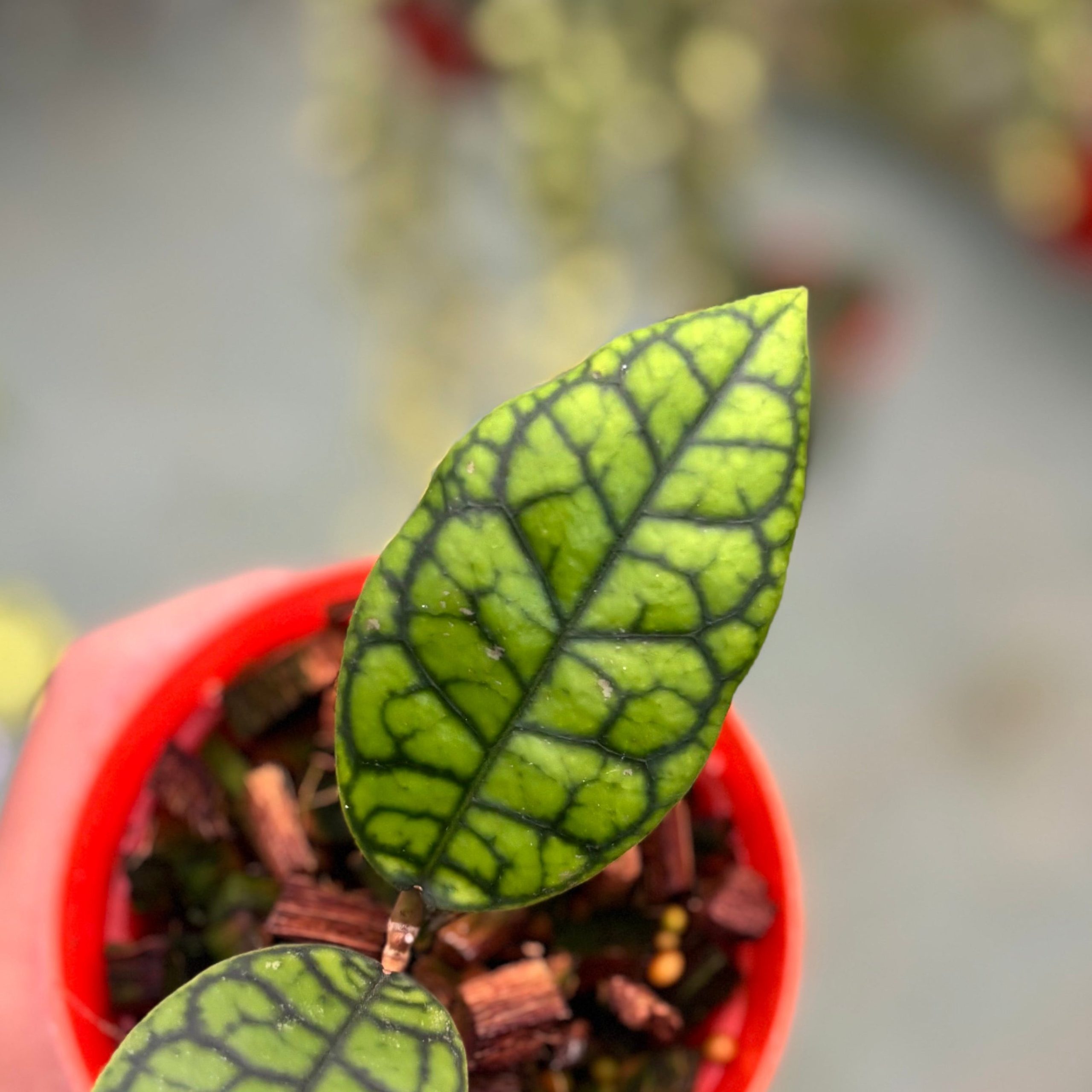 Hoya callistophylla black octopus - Image 4