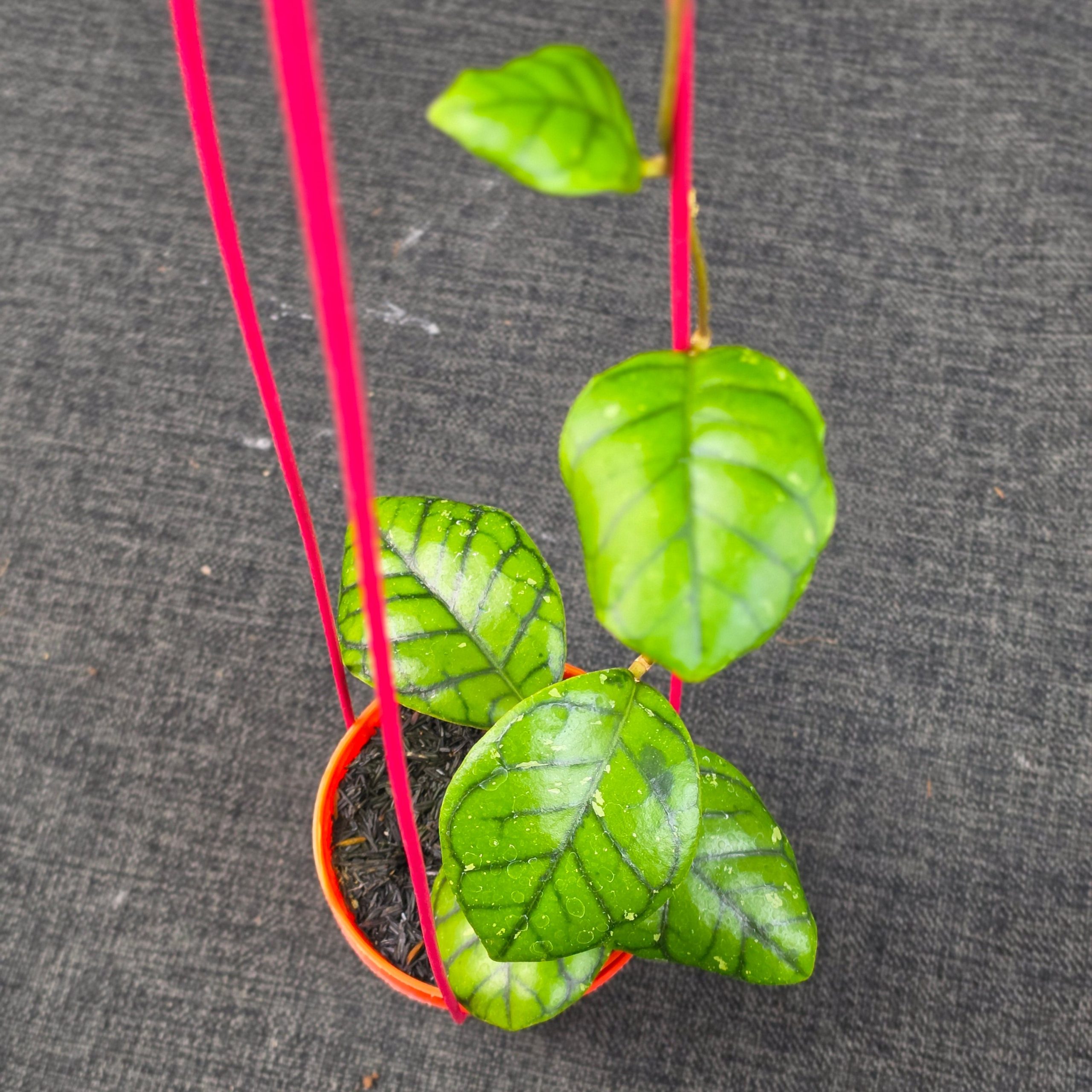 Hoya callistophylla 'Chibi'