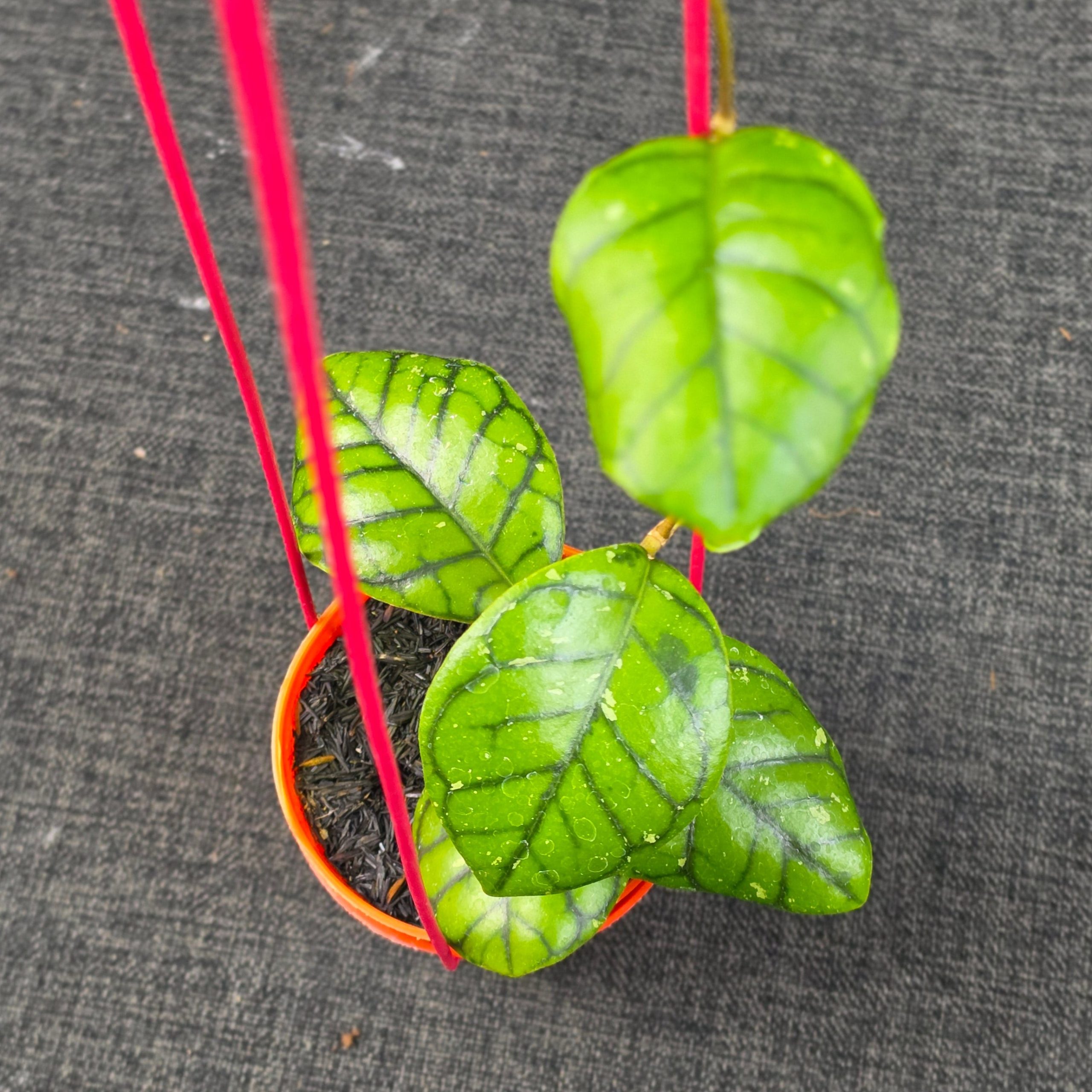 Hoya callistophylla 'Chibi' - Image 2