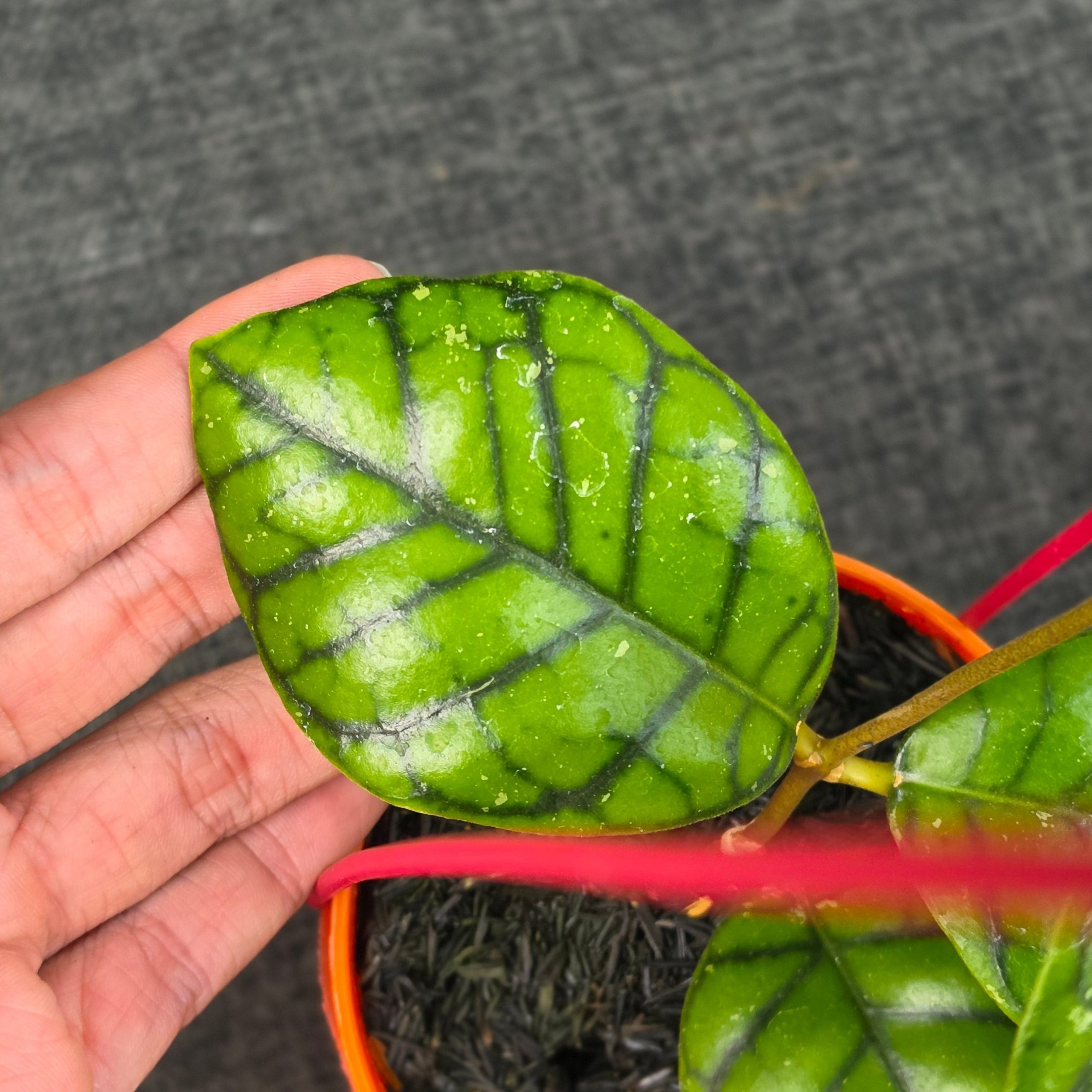 Hoya callistophylla 'Chibi' - Image 3