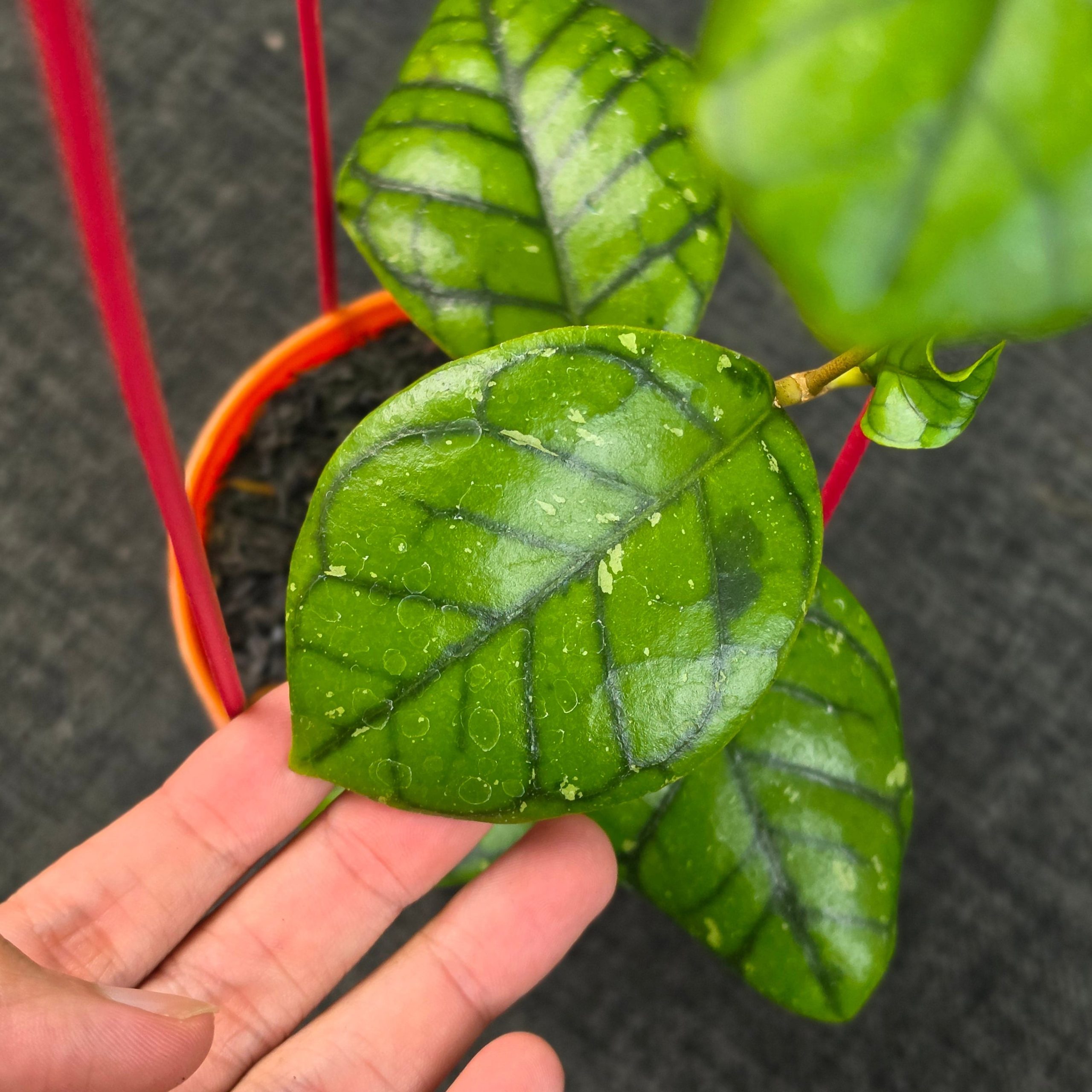Hoya callistophylla 'Chibi' - Image 4