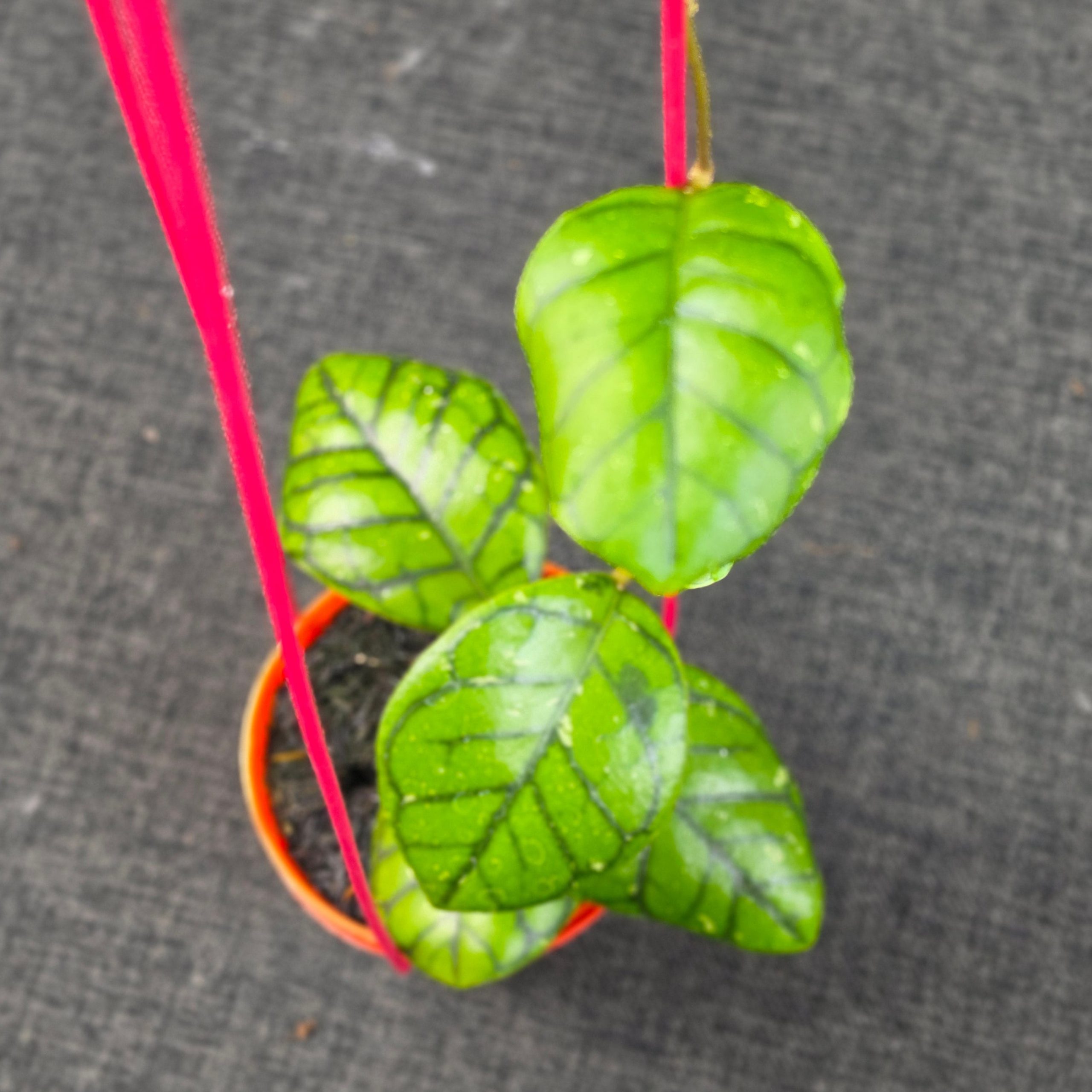 Hoya callistophylla 'Chibi' - Image 5