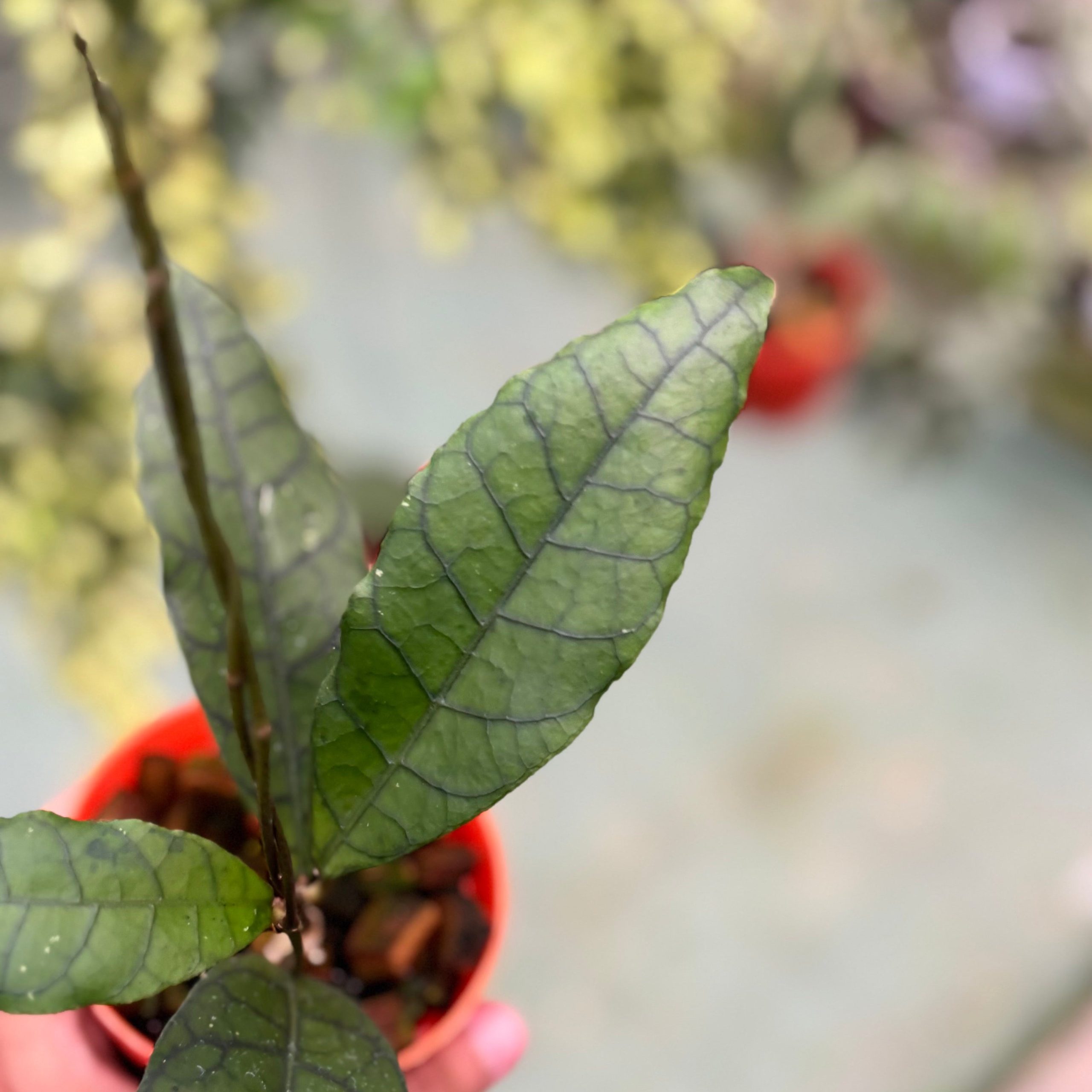 Hoya callistophylla ‘king’ - Image 2