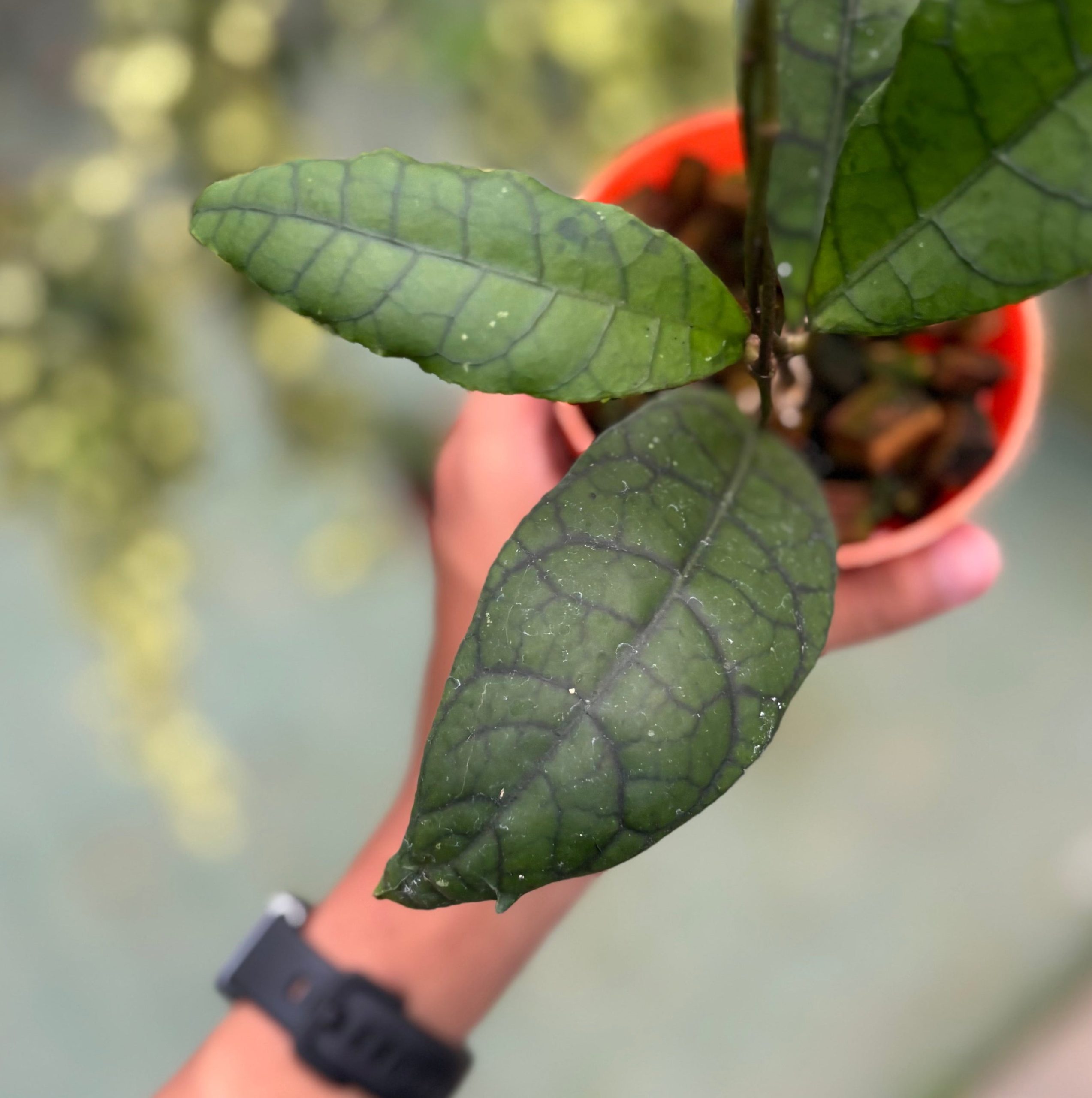 Hoya callistophylla ‘king’ - Image 3