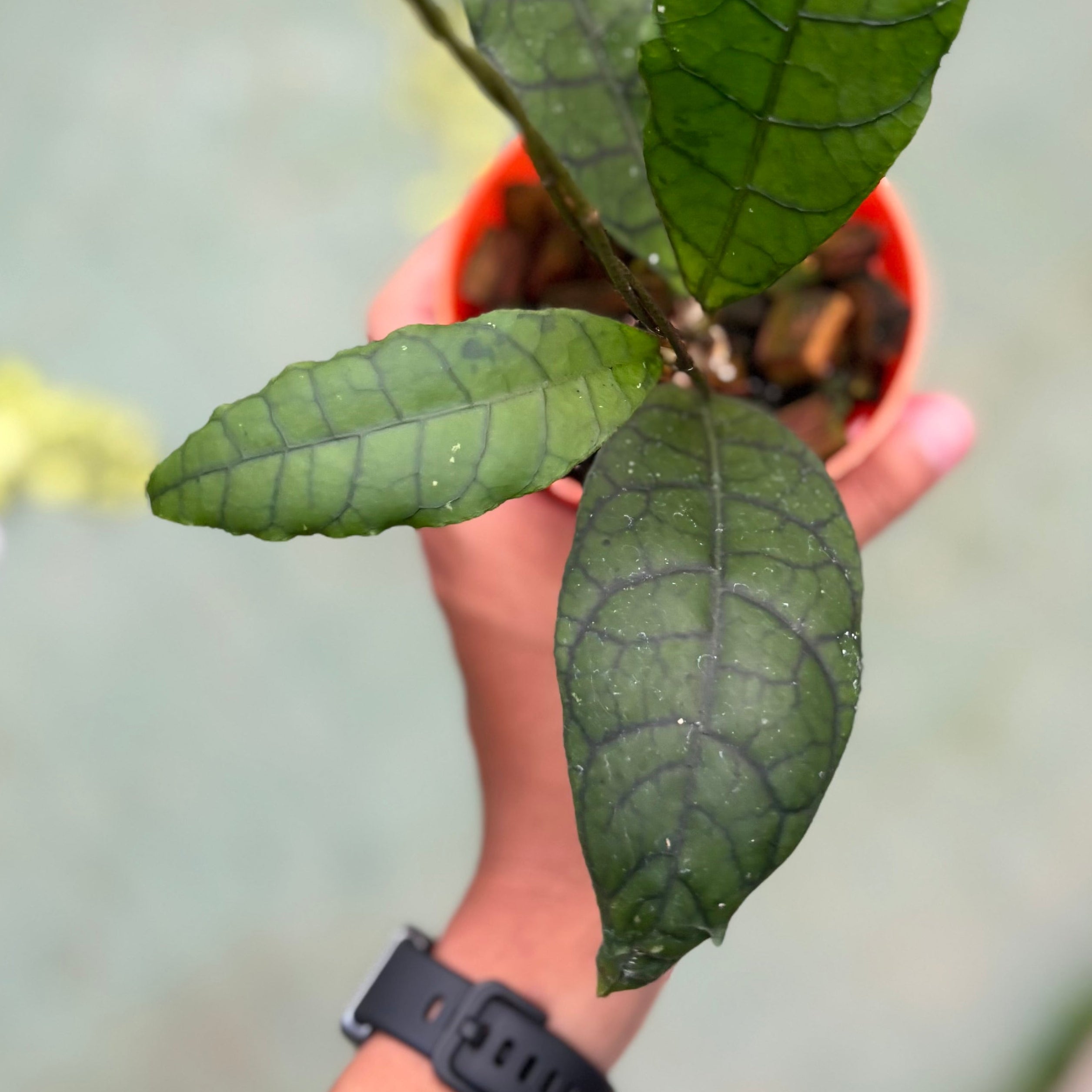 Hoya callistophylla ‘king’ - Image 4