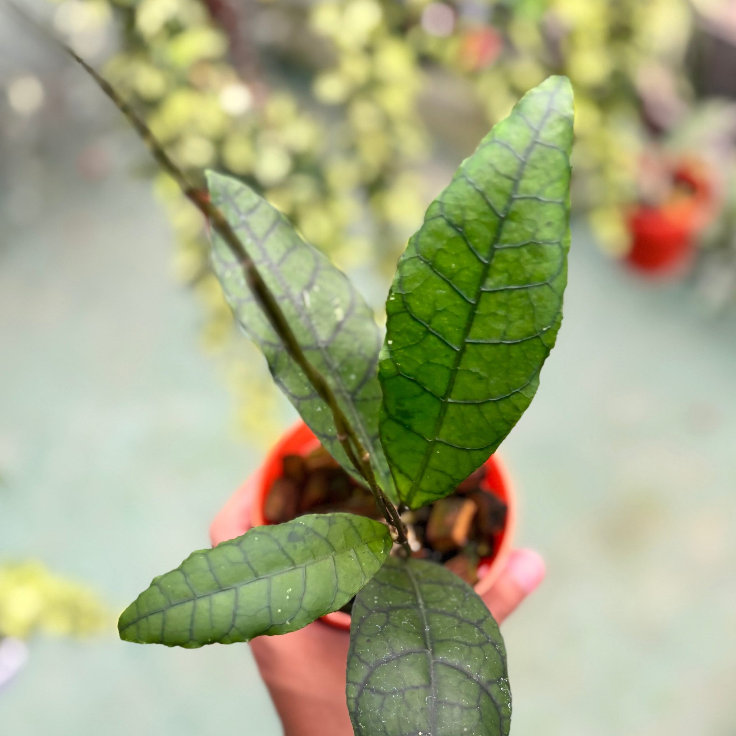 Hoya callistophylla ‘king’ - Image 5