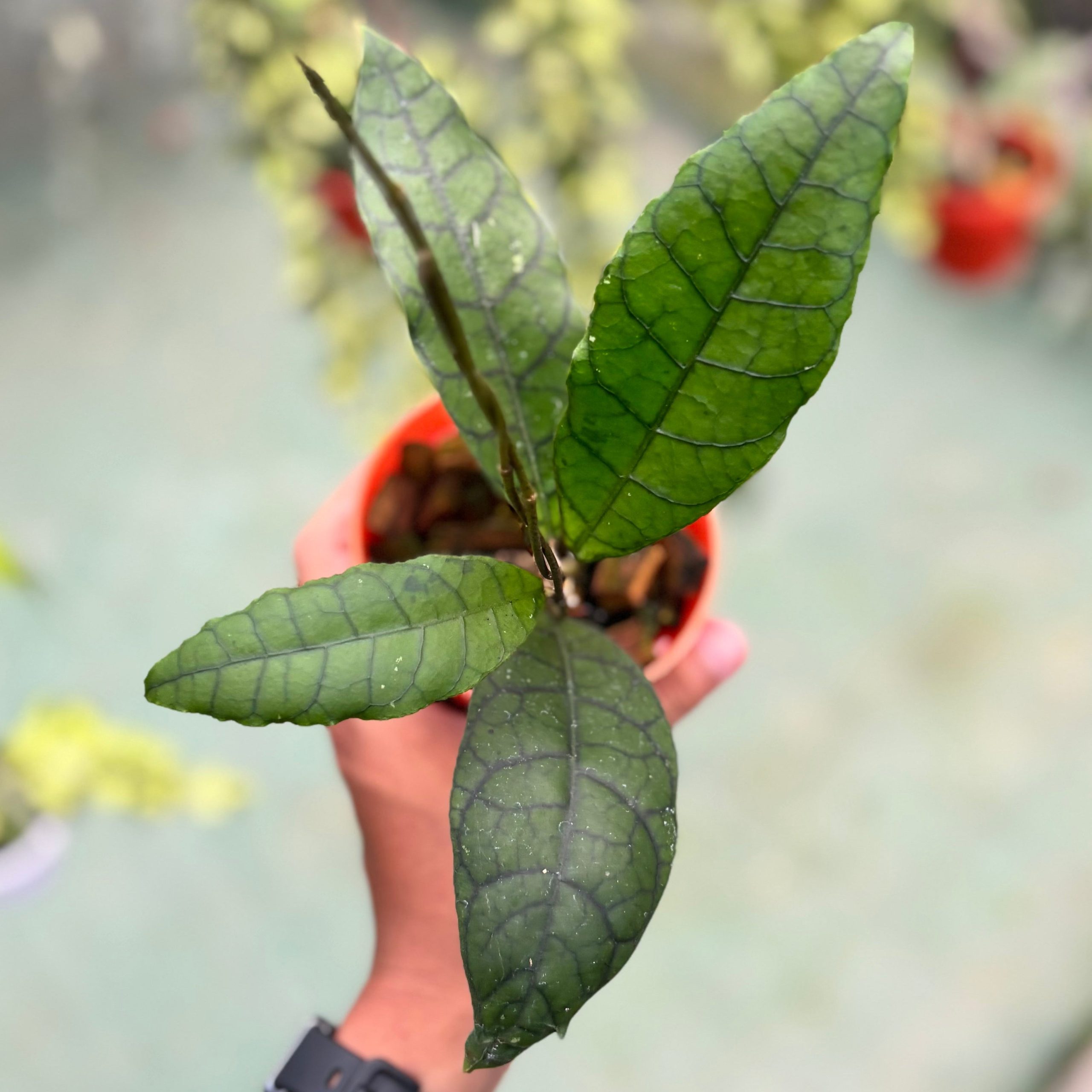 Hoya callistophylla ‘king’ - Image 6