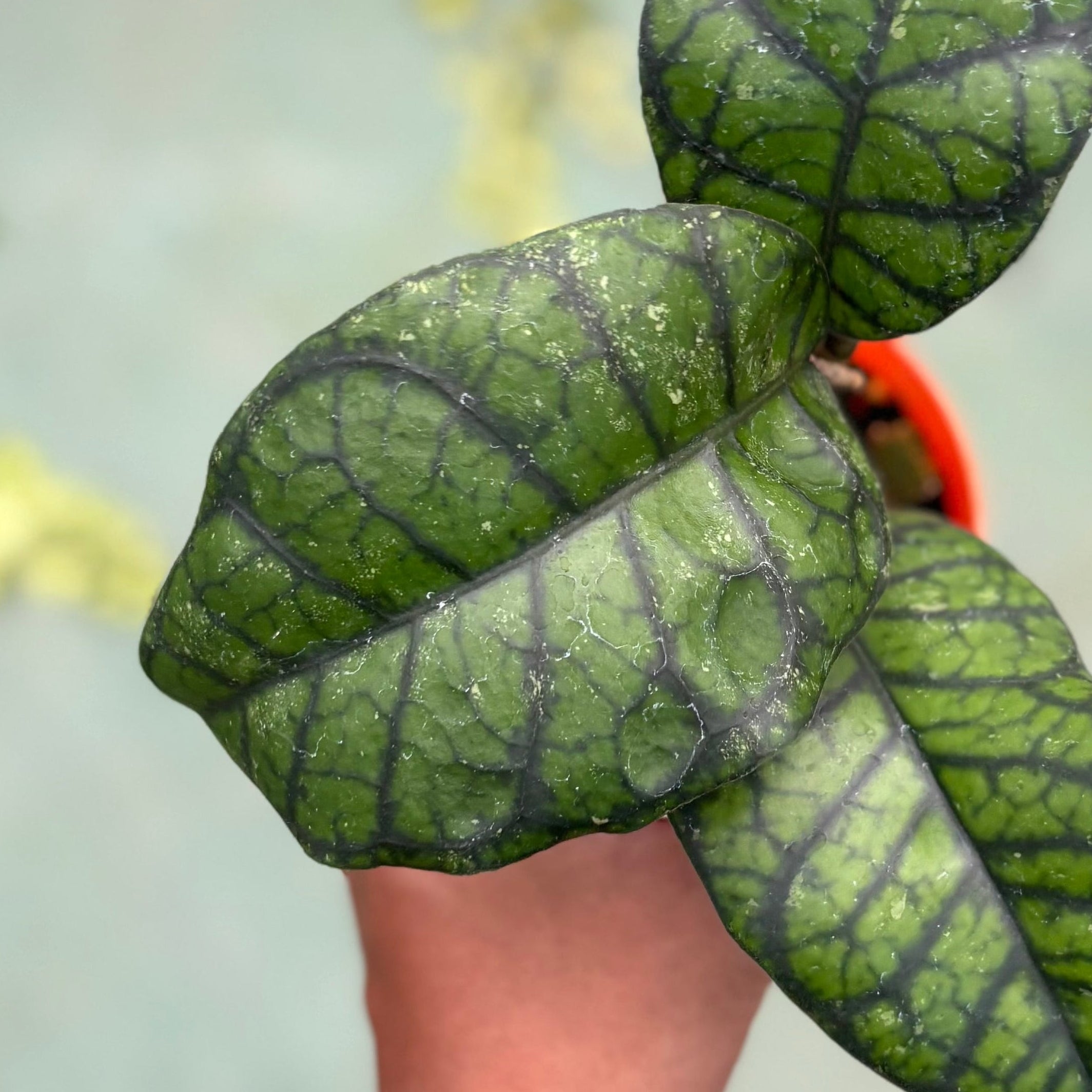 Hoya callistophylla ‘obsidian’ - Image 2