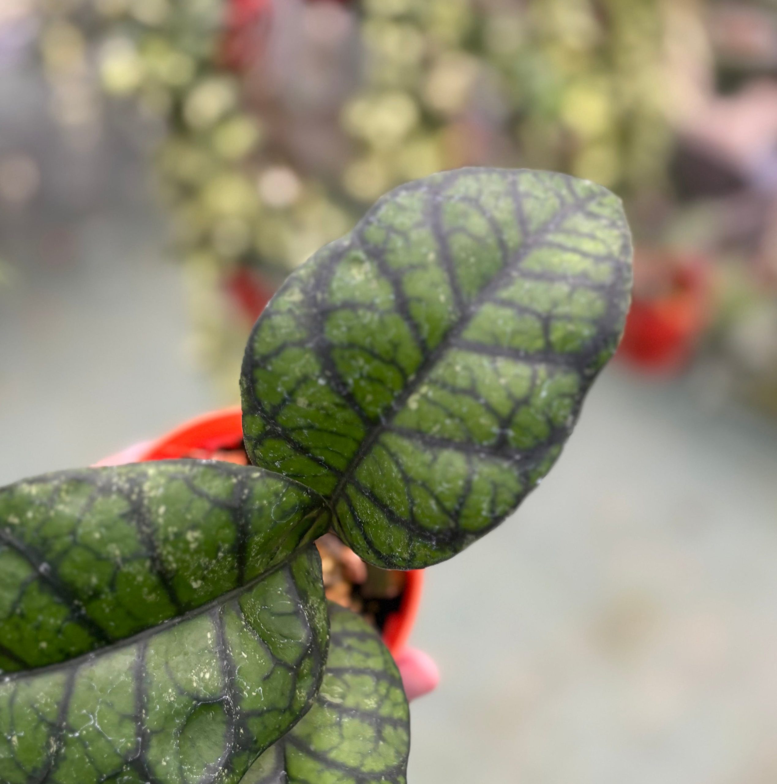 Hoya callistophylla ‘obsidian’ - Image 3