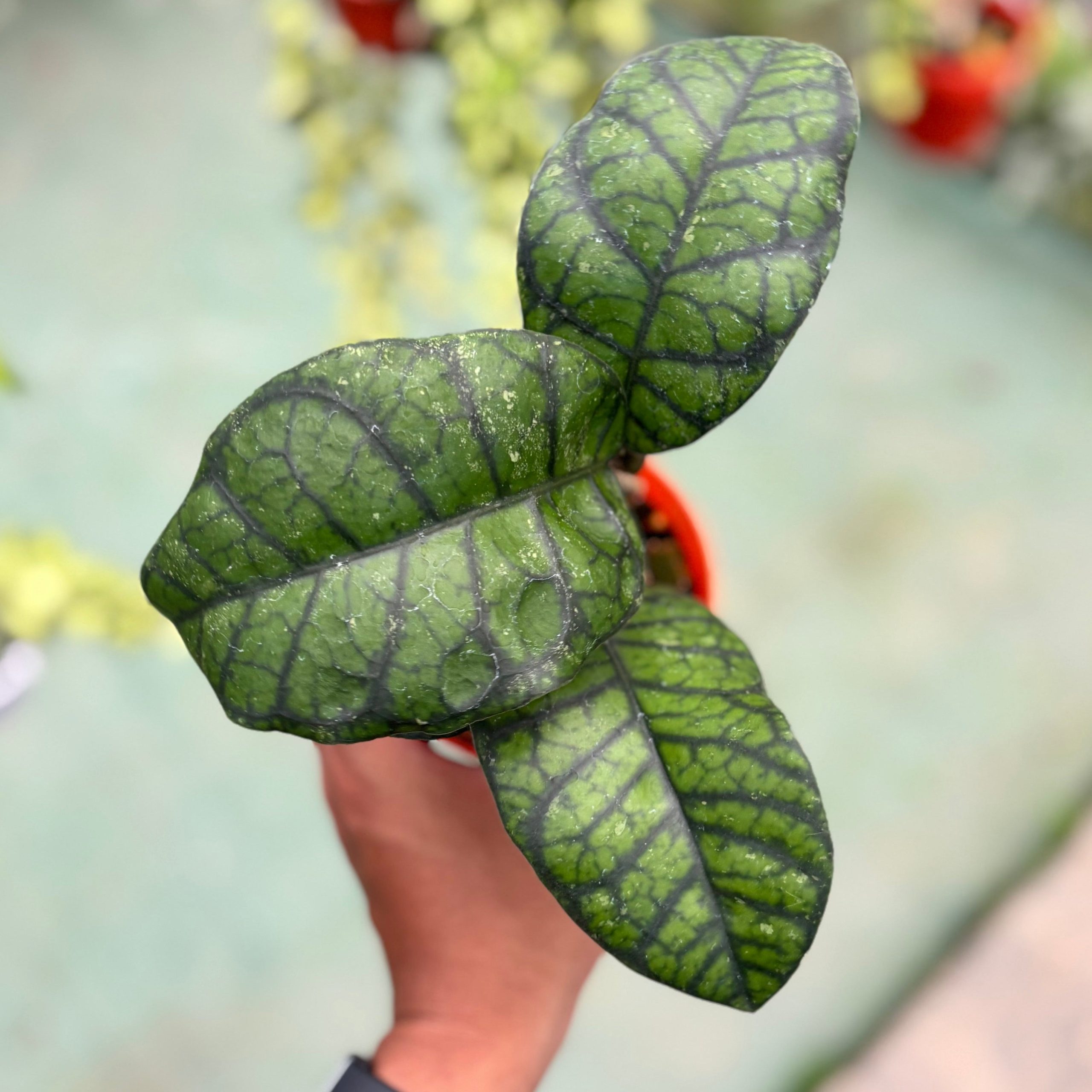 Hoya callistophylla ‘obsidian’ - Image 5