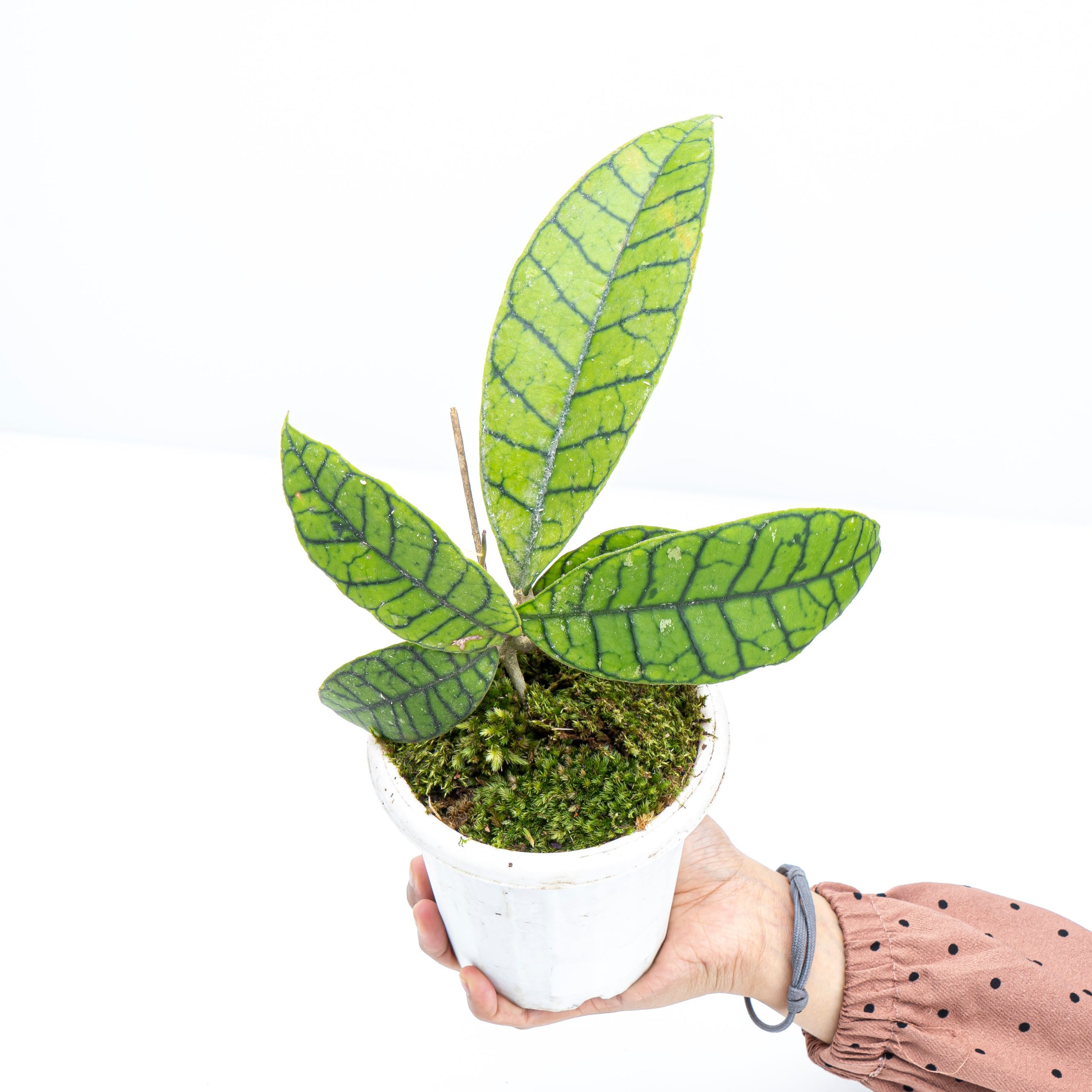 Hoya Callistophylla Sp Borneo