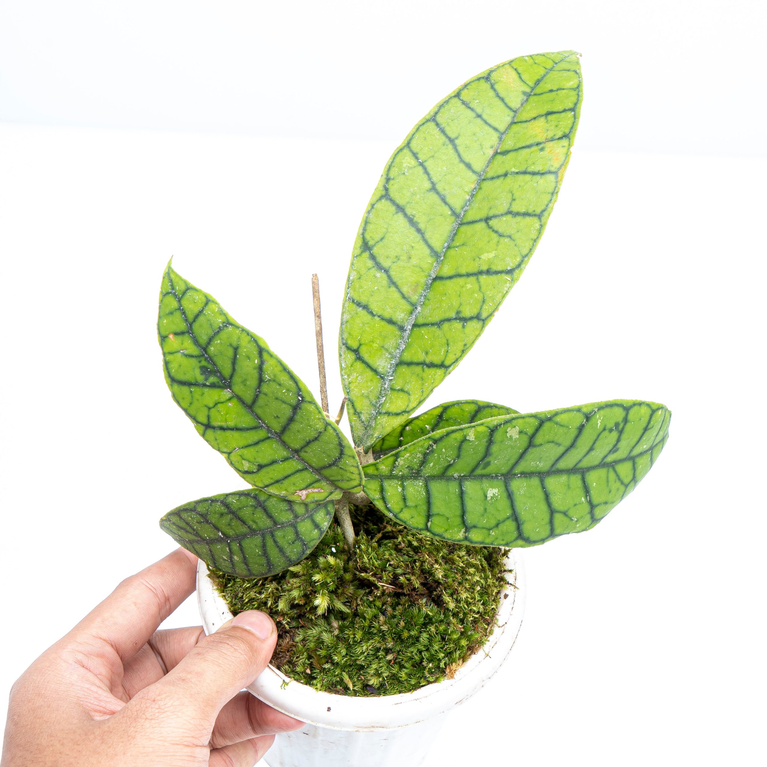 Hoya Callistophylla Sp Borneo - Image 2