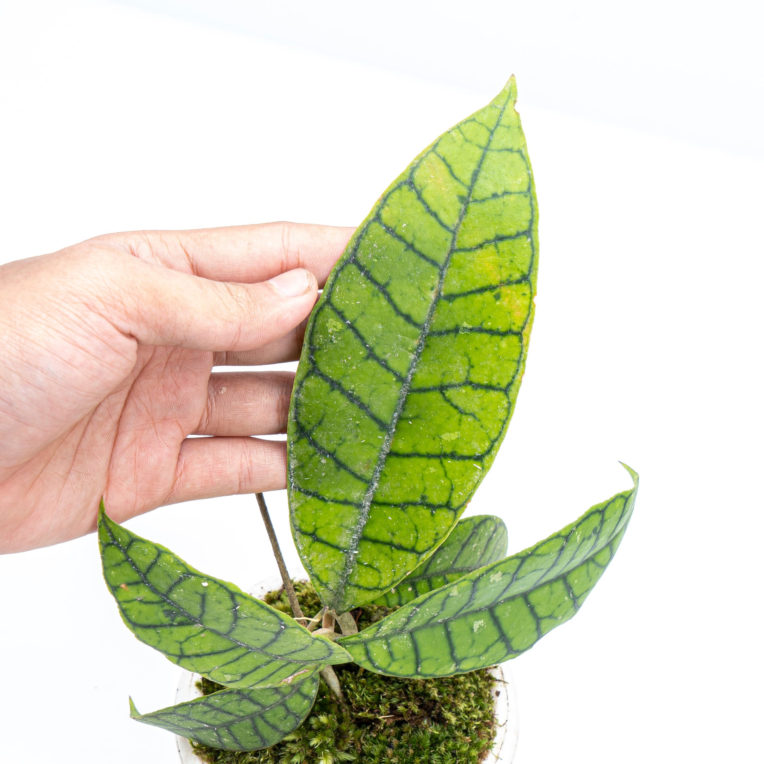 Hoya Callistophylla Sp Borneo - Image 3