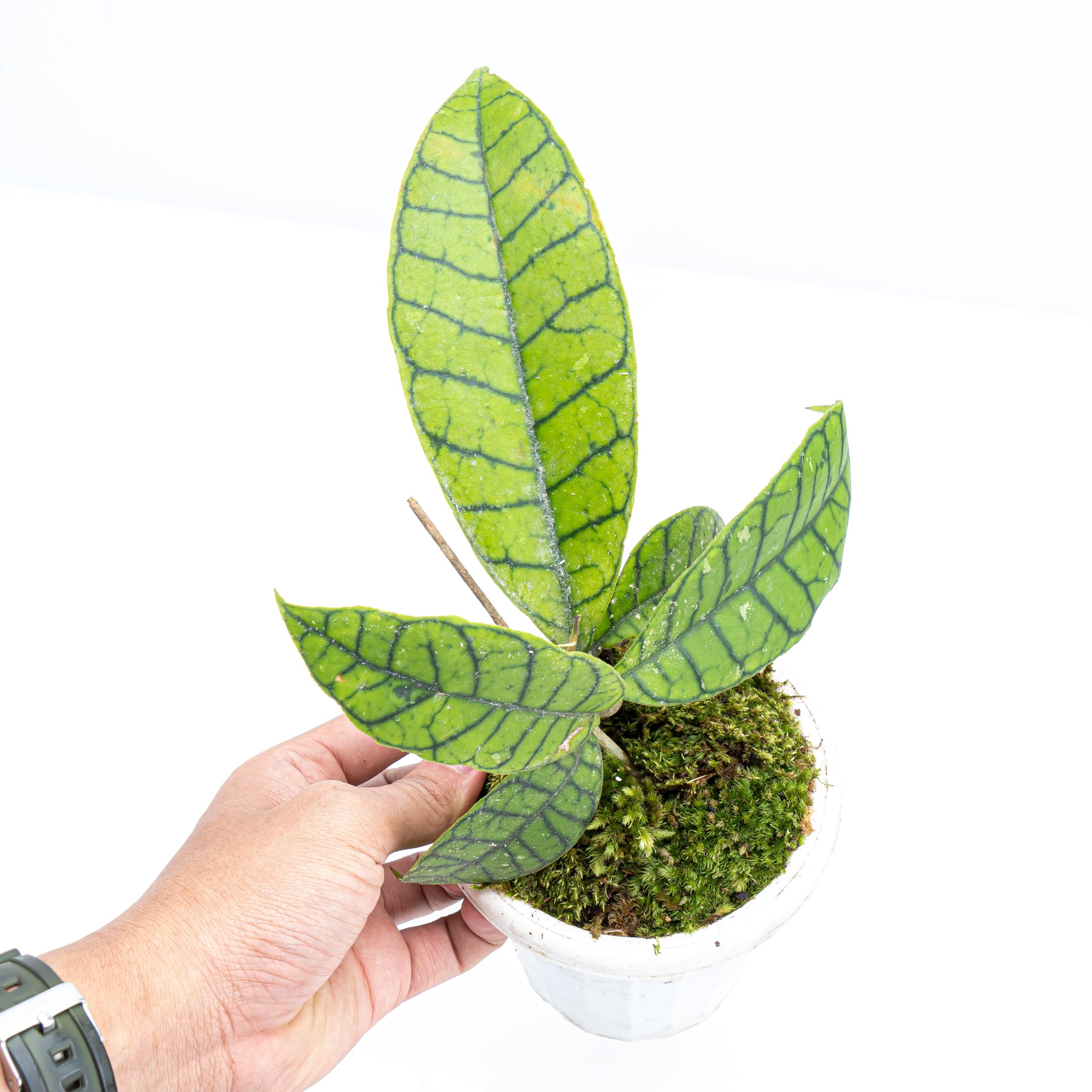 Hoya Callistophylla Sp Borneo - Image 4