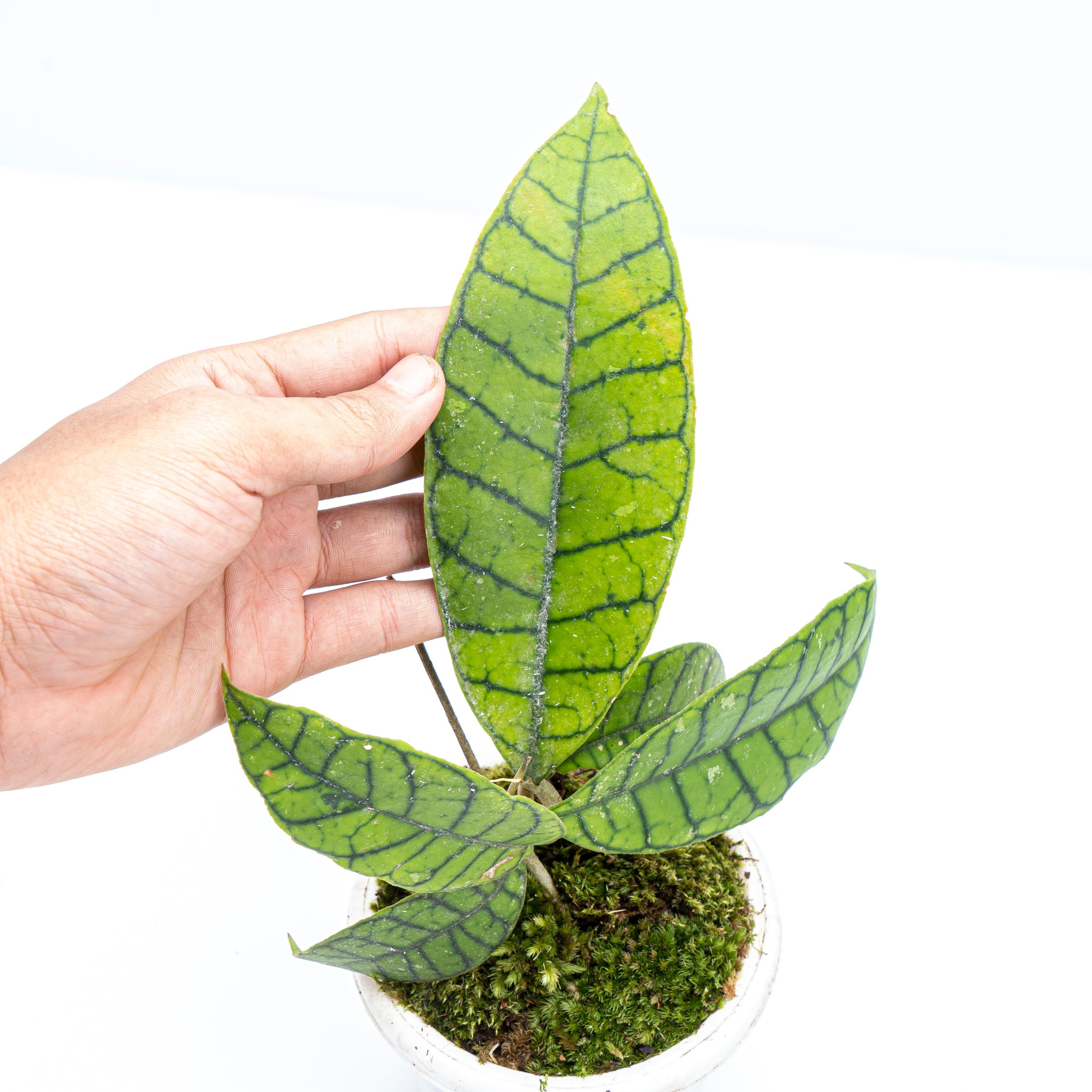 Hoya Callistophylla Sp Borneo - Image 5